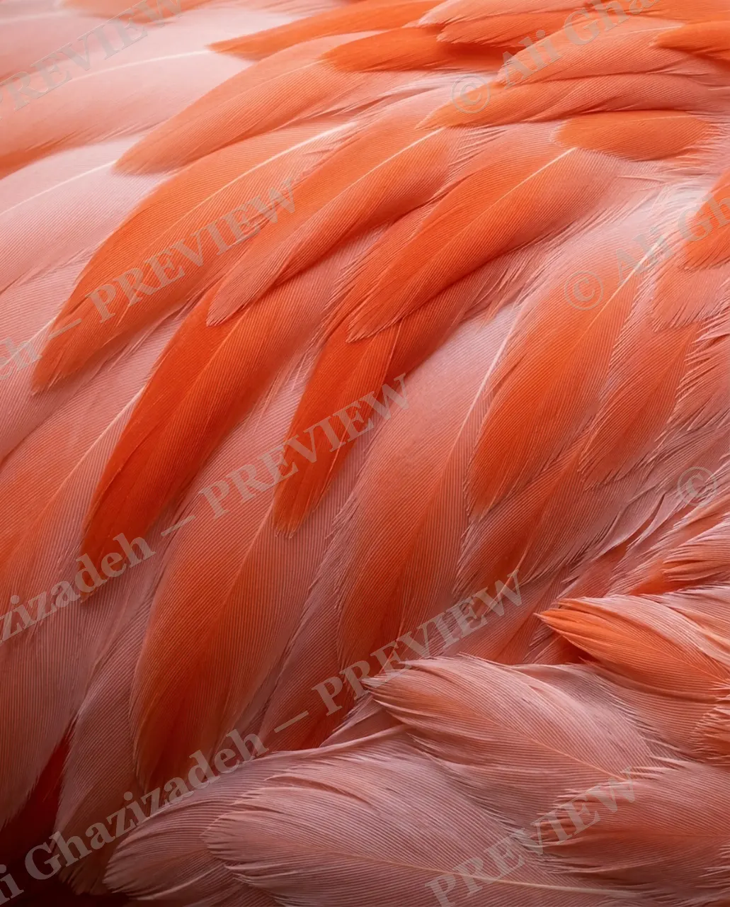 Feather Perfect — Flamingo Blush — Peacock artwork by Ali Ghazizadeh