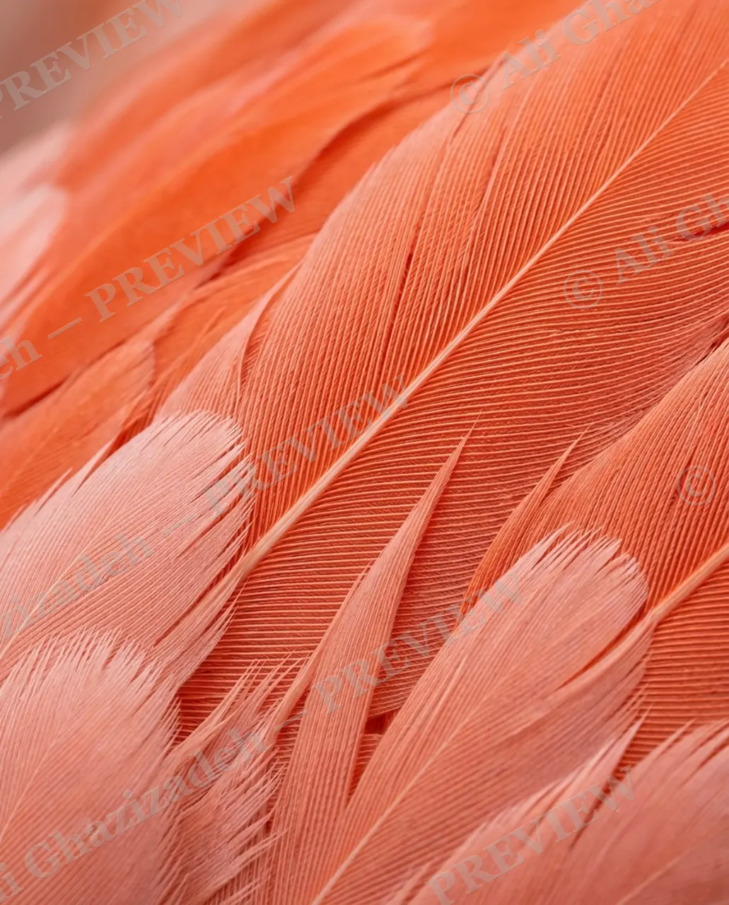 Feather Perfect — Flamingo Drift — Peacock artwork by Ali Ghazizadeh