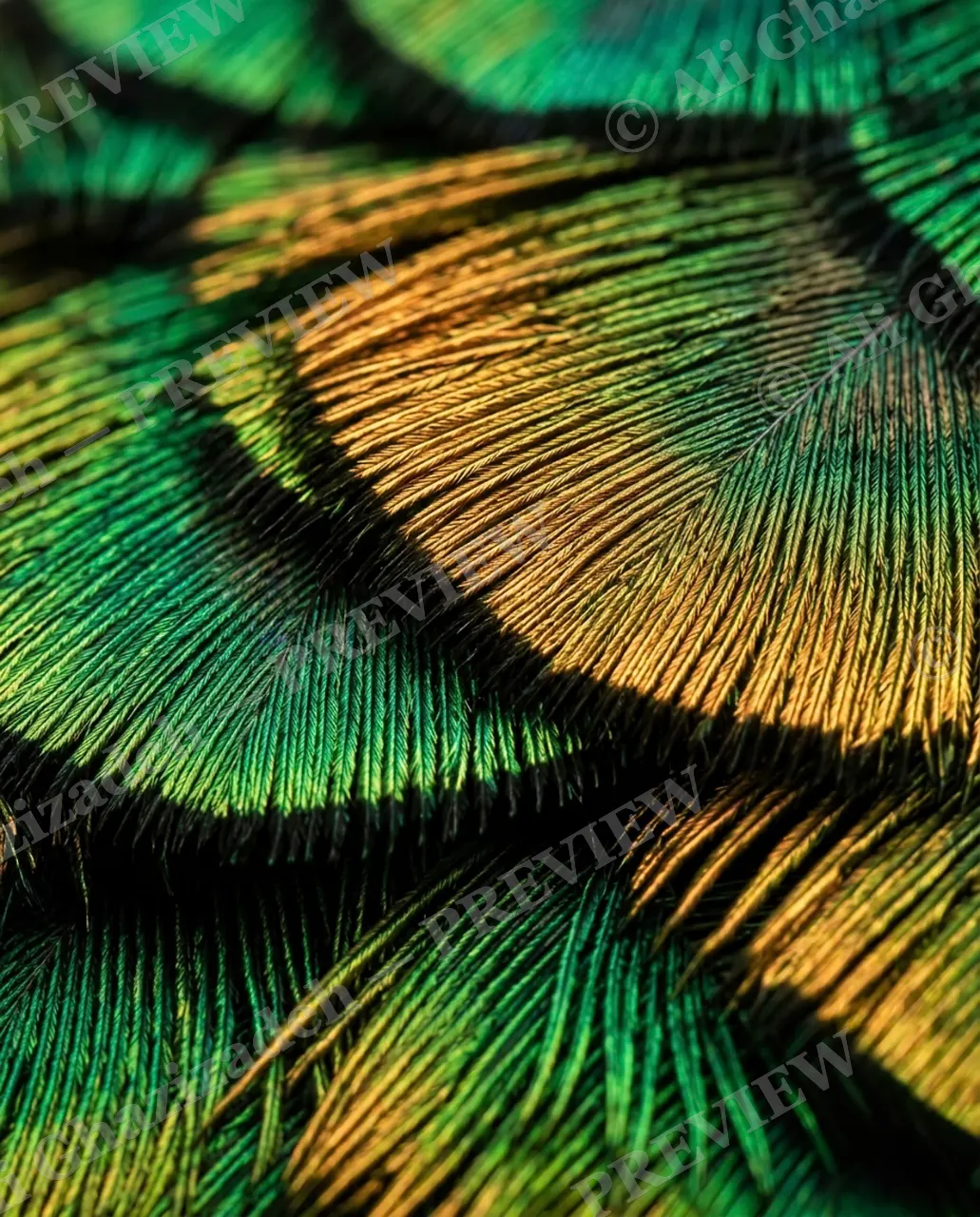 Feather Perfect — Golden Peacock — Peacock artwork by Ali Ghazizadeh