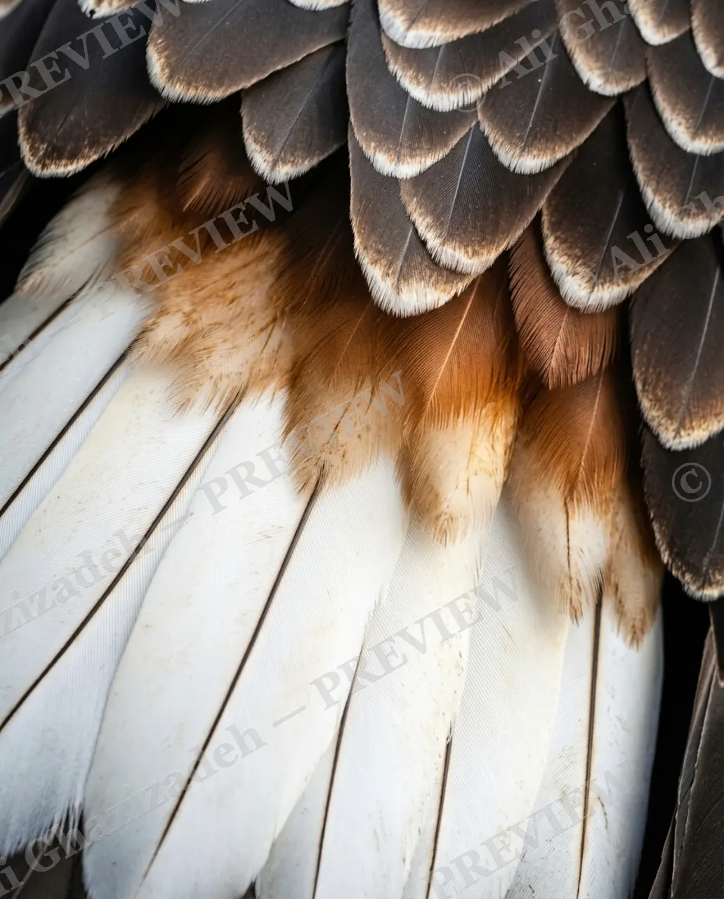 Feather Perfect — Golden Speckle — Peacock artwork by Ali Ghazizadeh