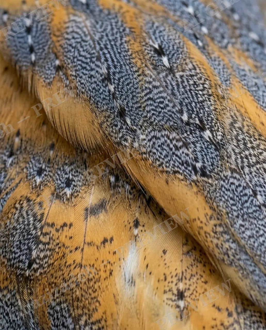 Feather Perfect — Hawk's Edge — Peacock artwork by Ali Ghazizadeh