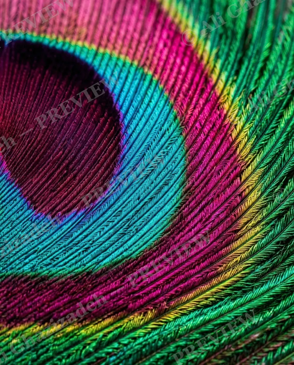 Feather Perfect — Jewel of the Tail — Peacock artwork by Ali Ghazizadeh
