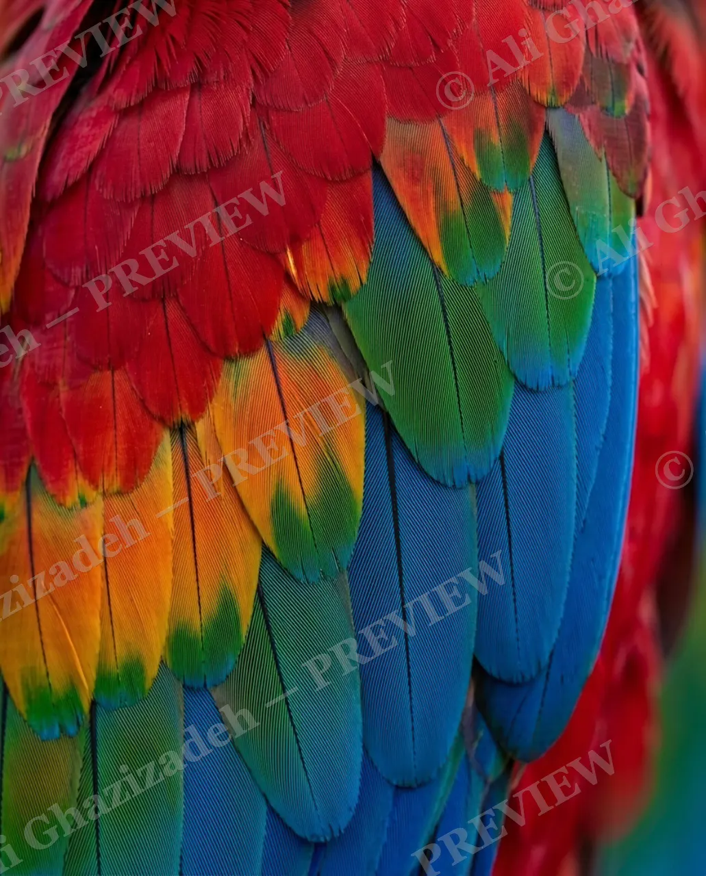 Feather Perfect — Macaw Rainbow — Peacock artwork by Ali Ghazizadeh