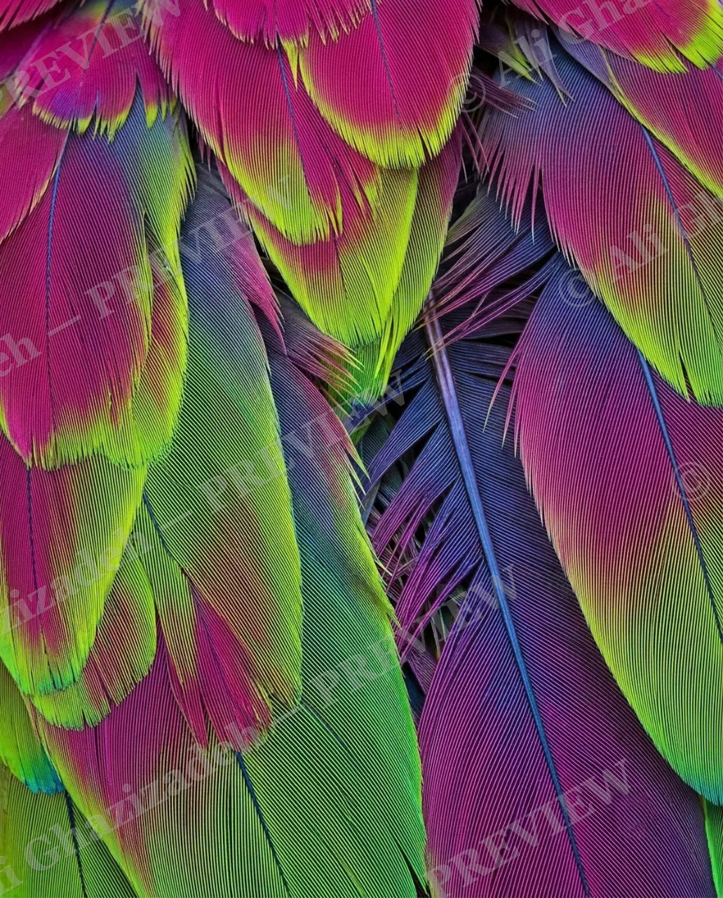 Feather Perfect — Parrot in Pink — Peacock artwork by Ali Ghazizadeh