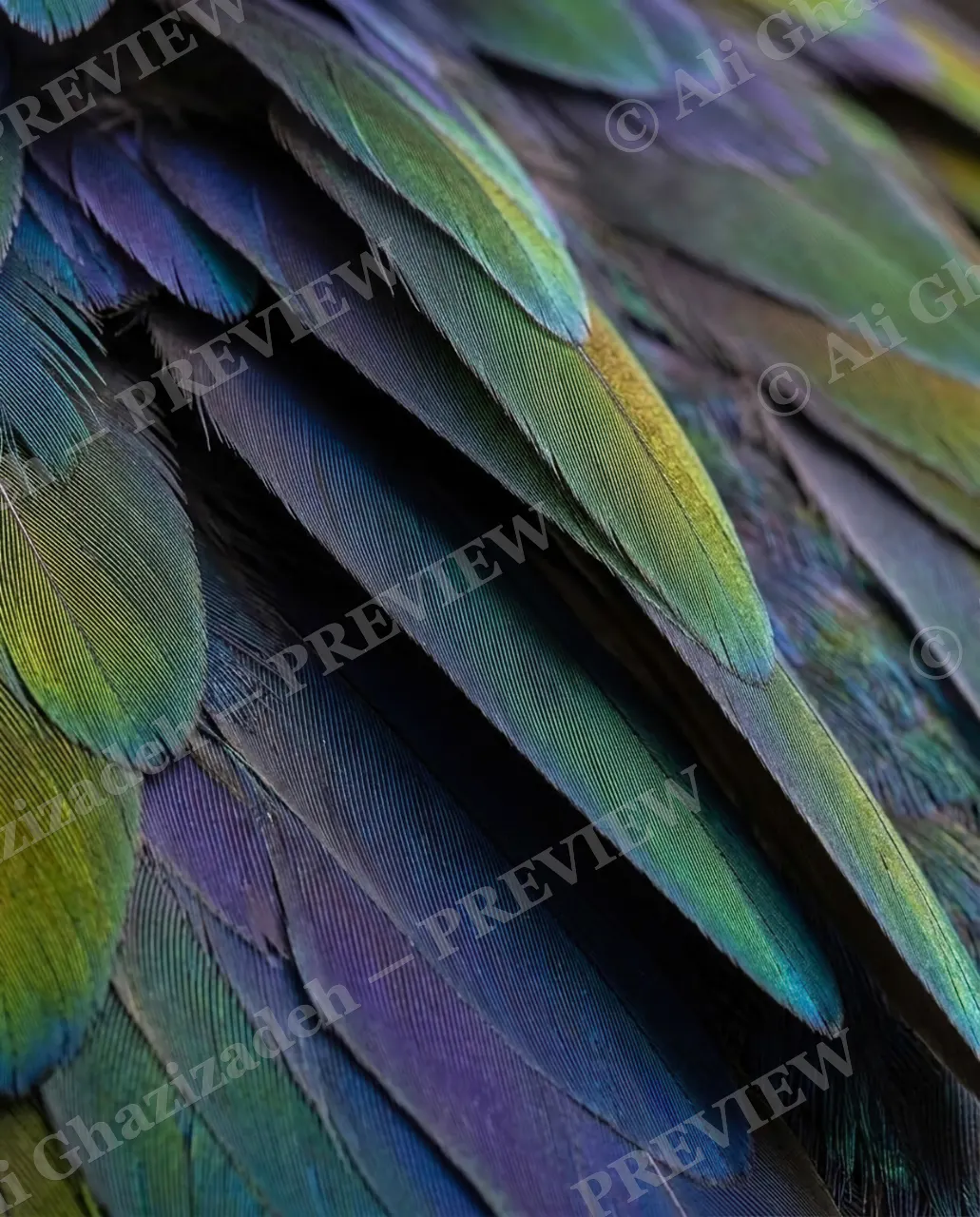 Feather Perfect — Oil-Slick Shimmer — Peacock artwork by Ali Ghazizadeh