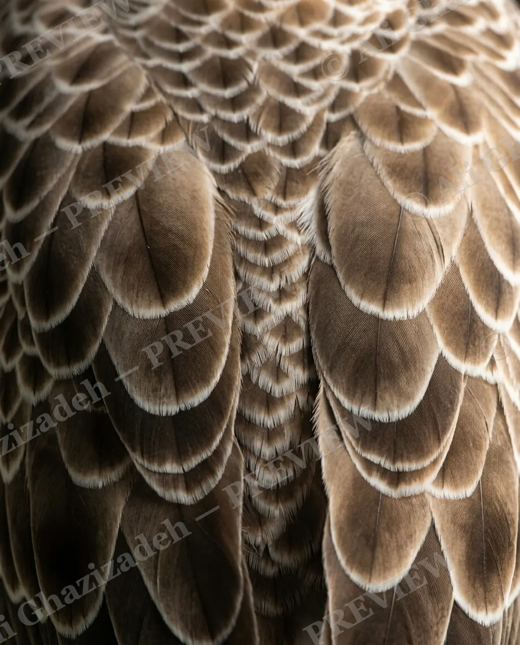Feather Perfect — Owl's Cloak — Peacock artwork by Ali Ghazizadeh