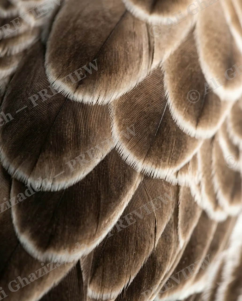 Feather Perfect — Owl's Hush — Peacock artwork by Ali Ghazizadeh