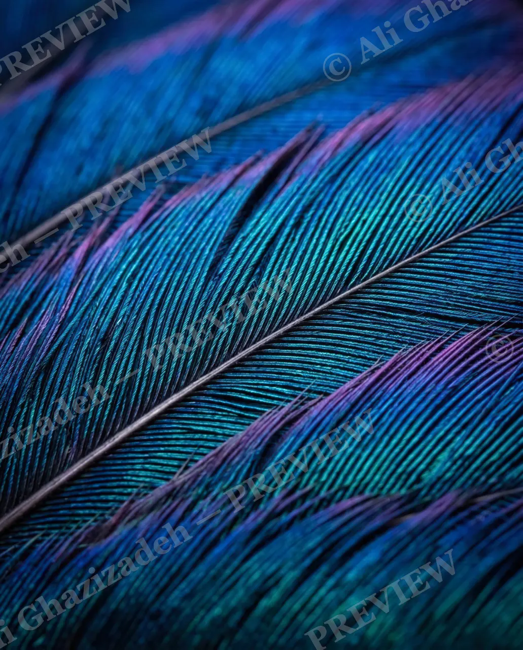 Feather Perfect — Peacock Blue — Peacock artwork by Ali Ghazizadeh