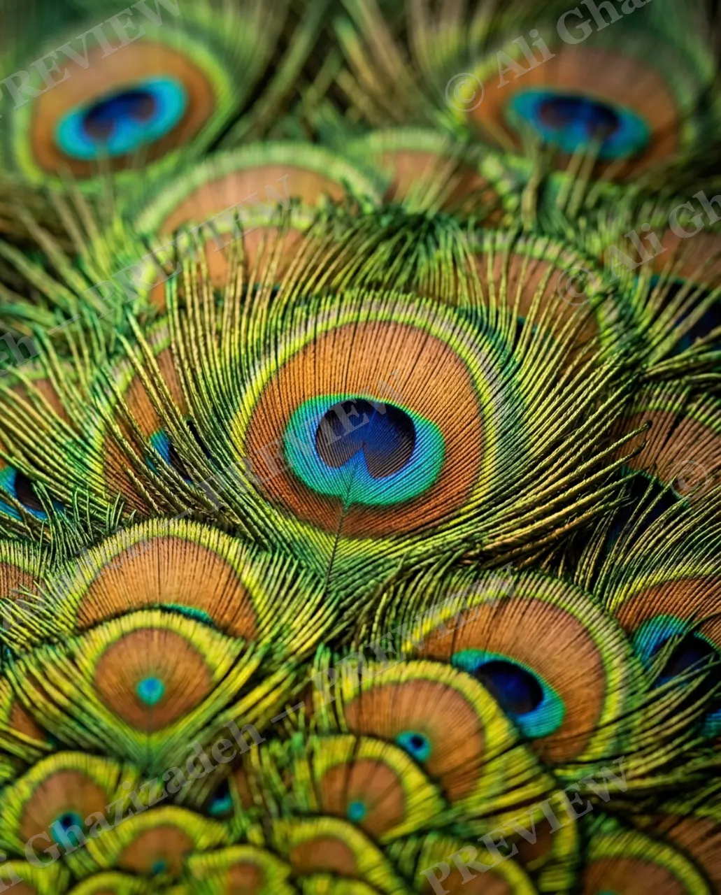 Feather Perfect — Peacock Bouquet — Peacock artwork by Ali Ghazizadeh