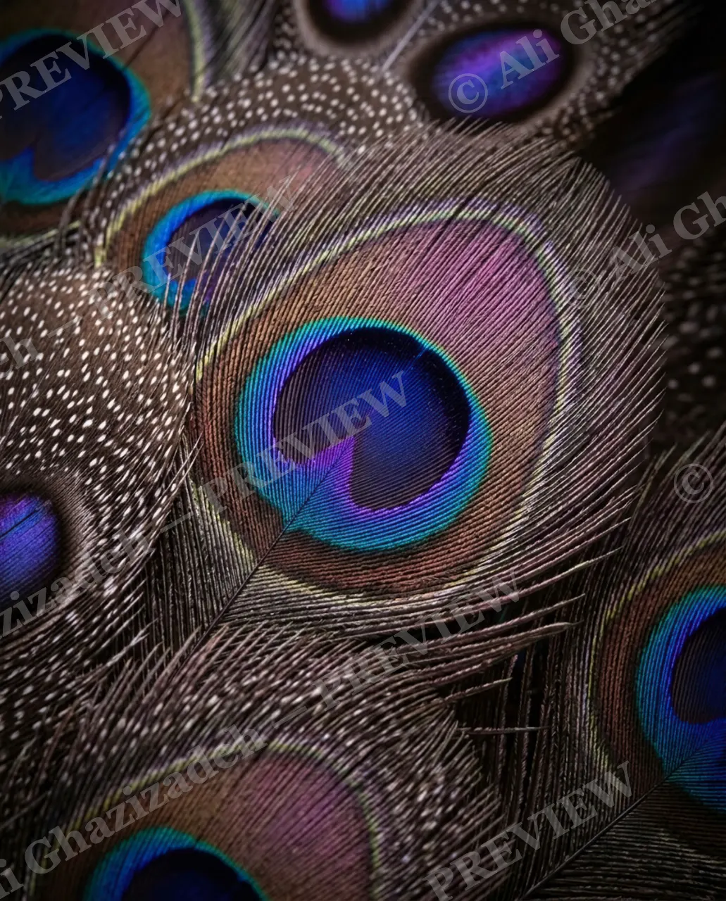 Feather Perfect — Peacock Constellation — Peacock artwork by Ali Ghazizadeh