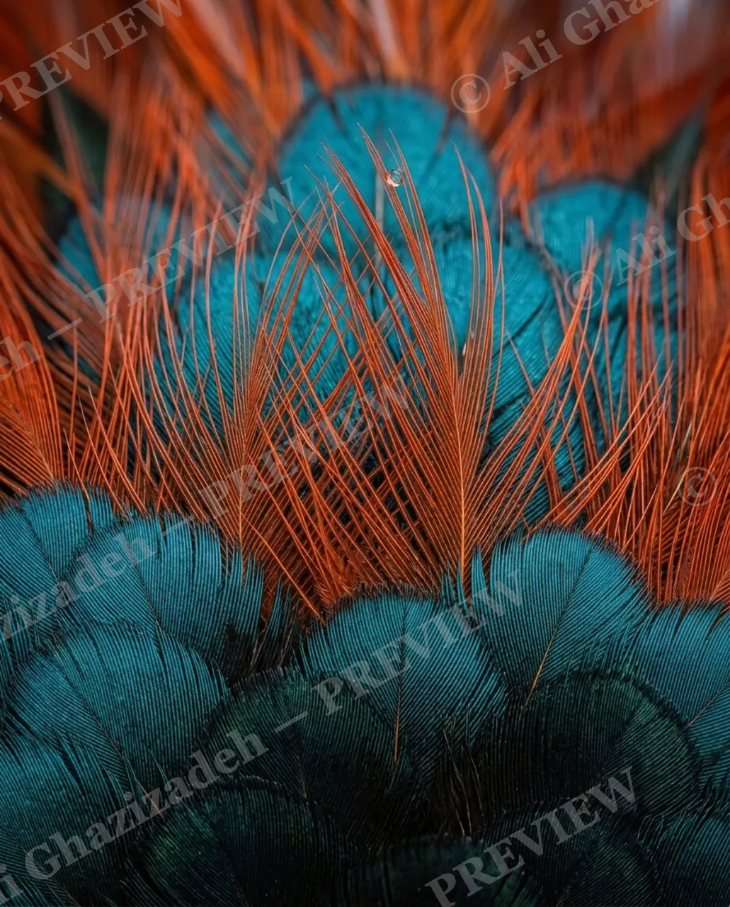 Feather Perfect — Peacock's Dew — Peacock artwork by Ali Ghazizadeh