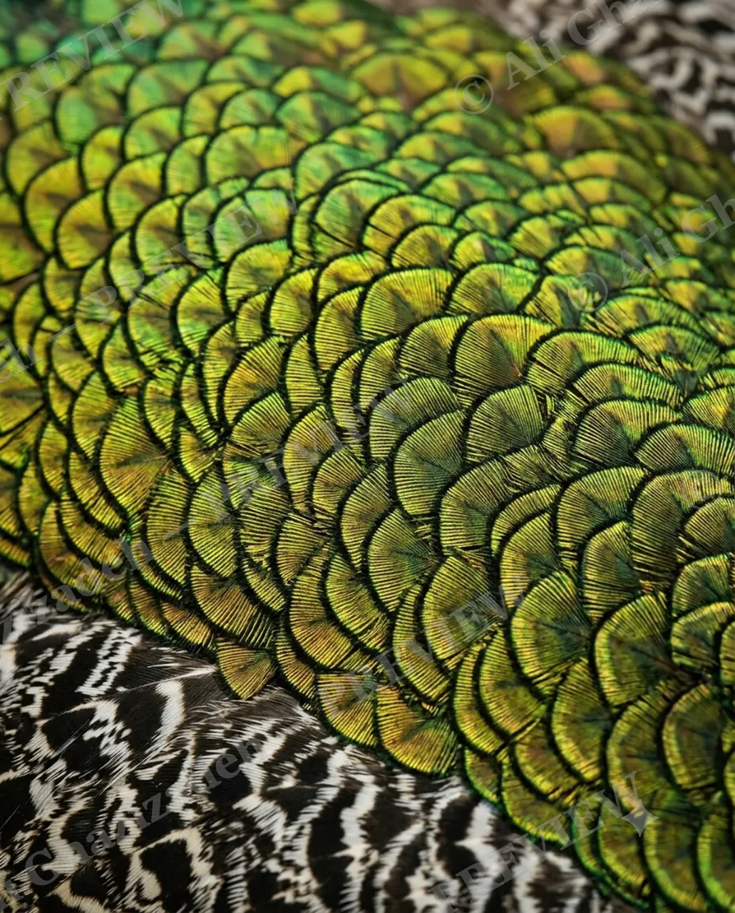 Feather Perfect — Peacock's Edge — Peacock artwork by Ali Ghazizadeh