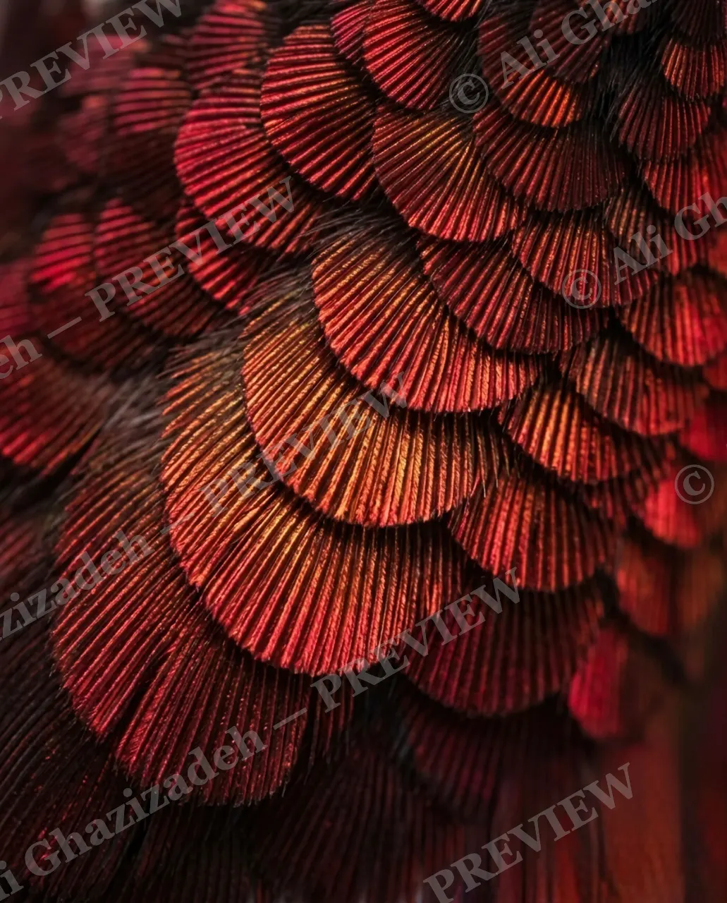 Feather Perfect — Peacock's Gaze — Peacock artwork by Ali Ghazizadeh