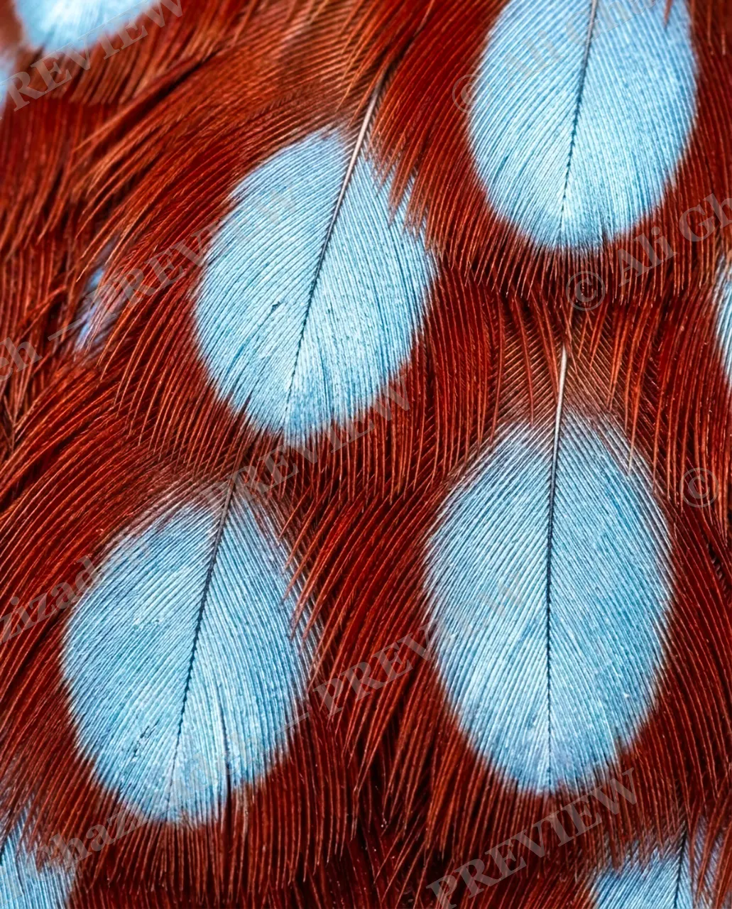 Feather Perfect — Pheasant's Eyes — Peacock artwork by Ali Ghazizadeh