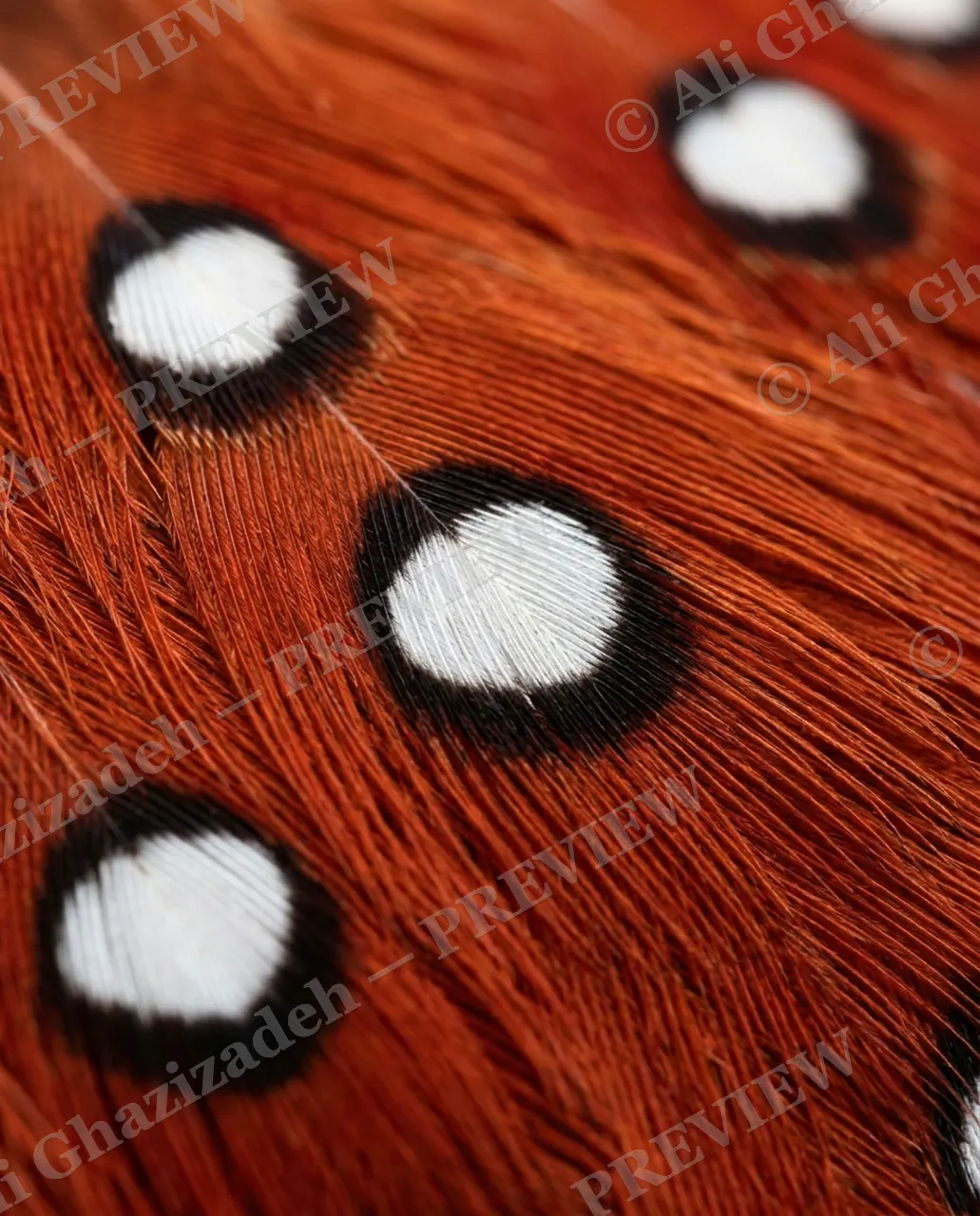 Feather Perfect — Pheasant's Pearls — Peacock artwork by Ali Ghazizadeh