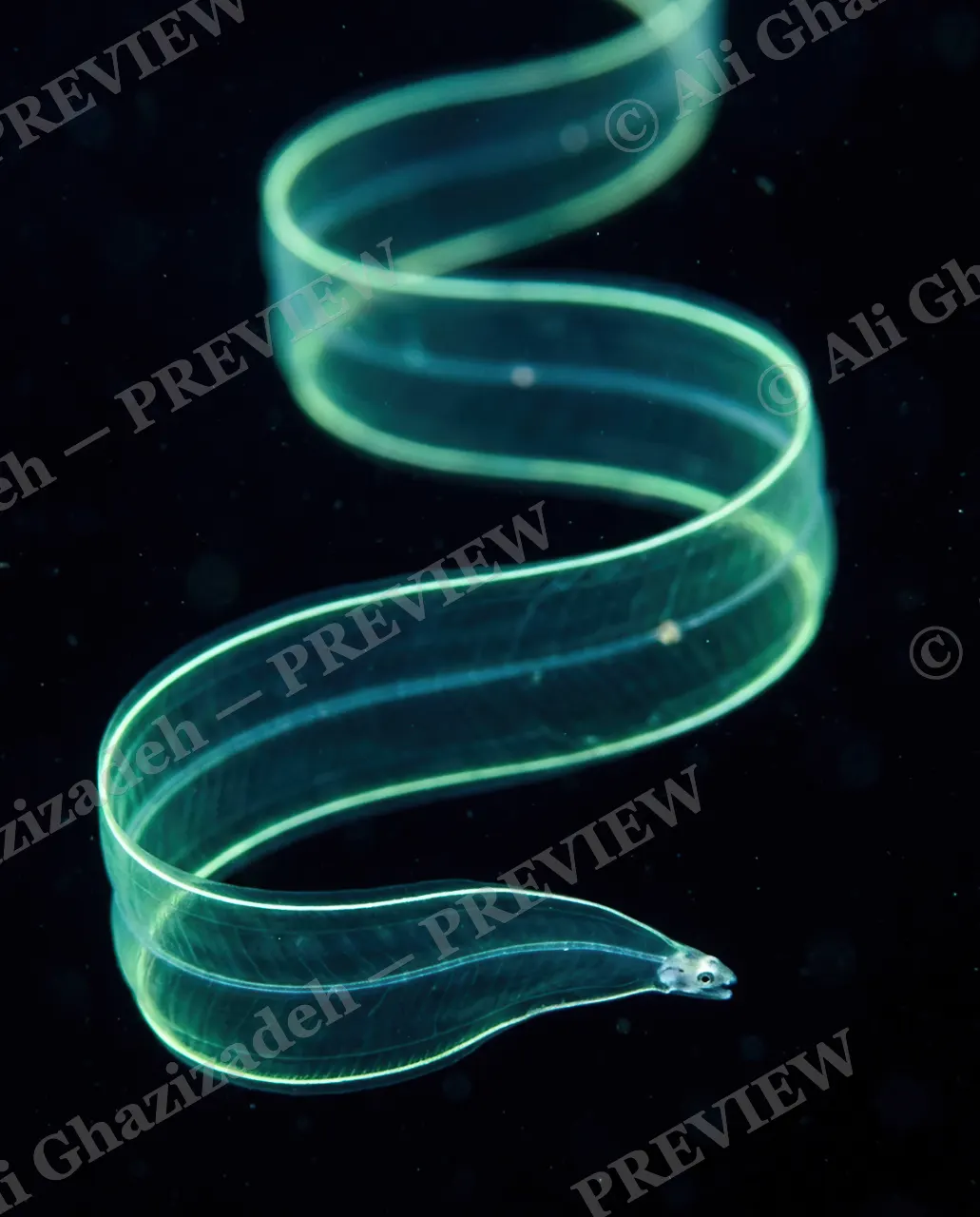 Fine Print — Ribbon in the Deep — Eel artwork by Ali Ghazizadeh
