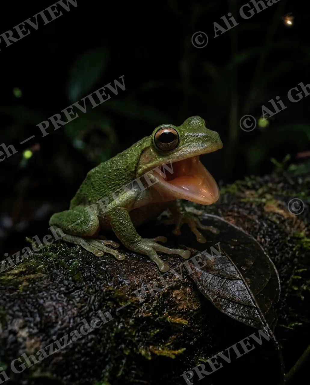 Firefly Fumble — Gone in a Blink — Flying frog artwork by Ali Ghazizadeh