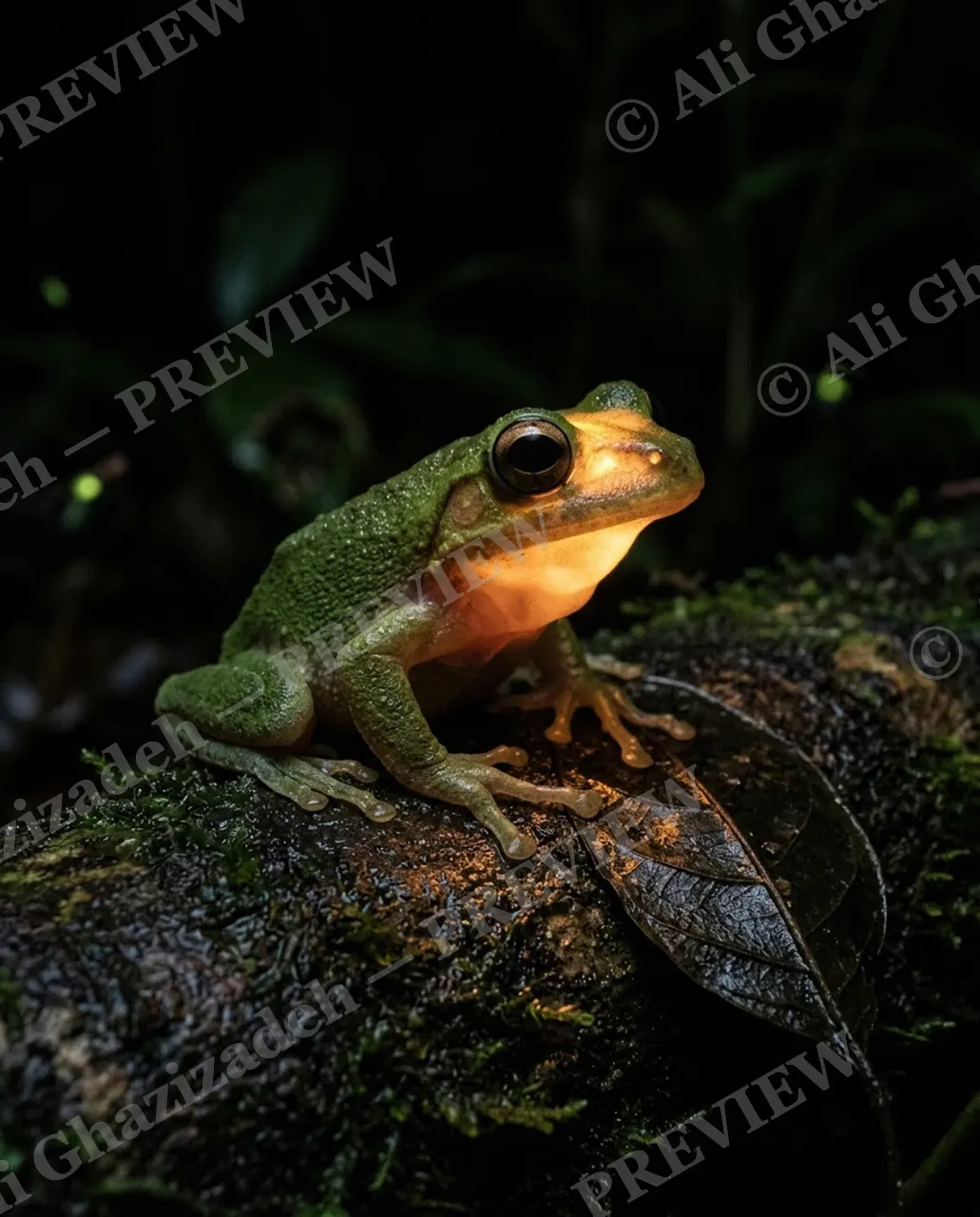 Firefly Fumble — Waiting in the Dark — Flying frog artwork by Ali Ghazizadeh