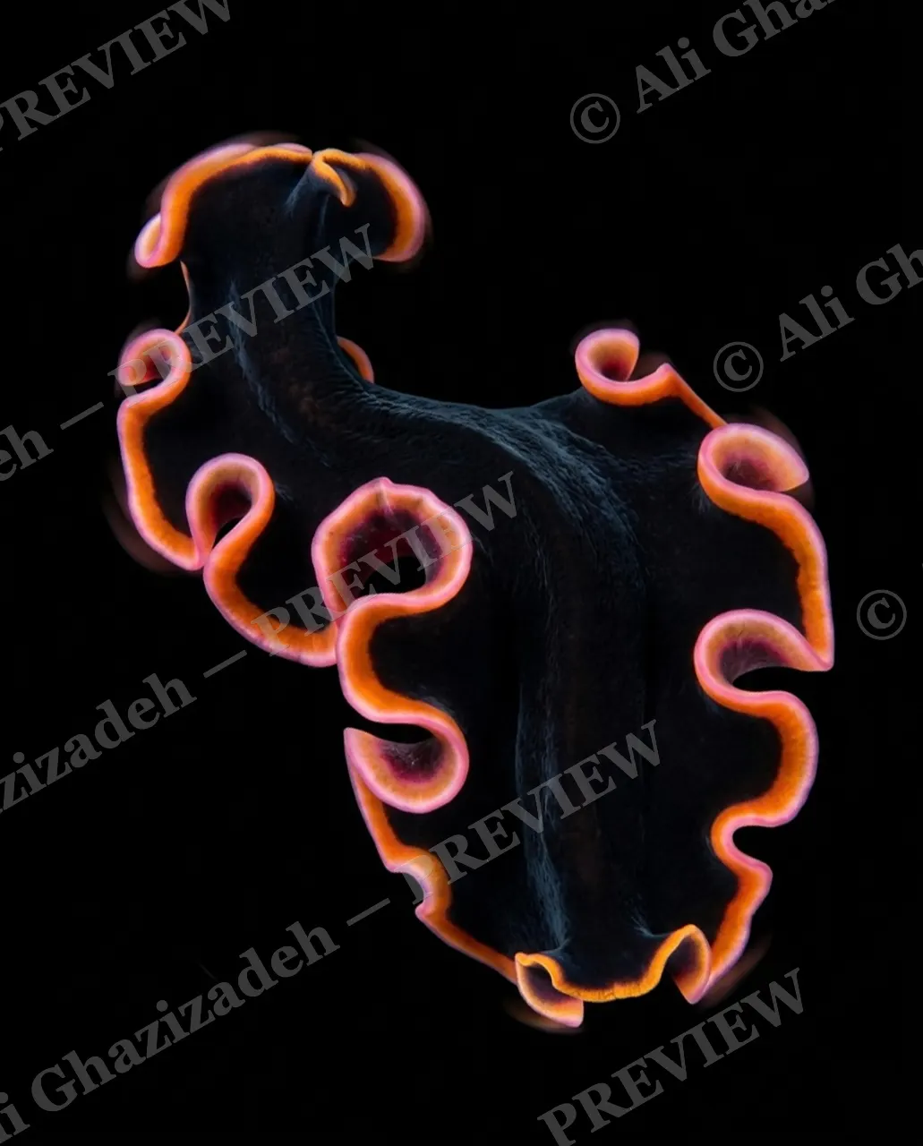 Flat Out Fabulous — Coral Scrollwork — Marine flatworm artwork by Ali Ghazizadeh