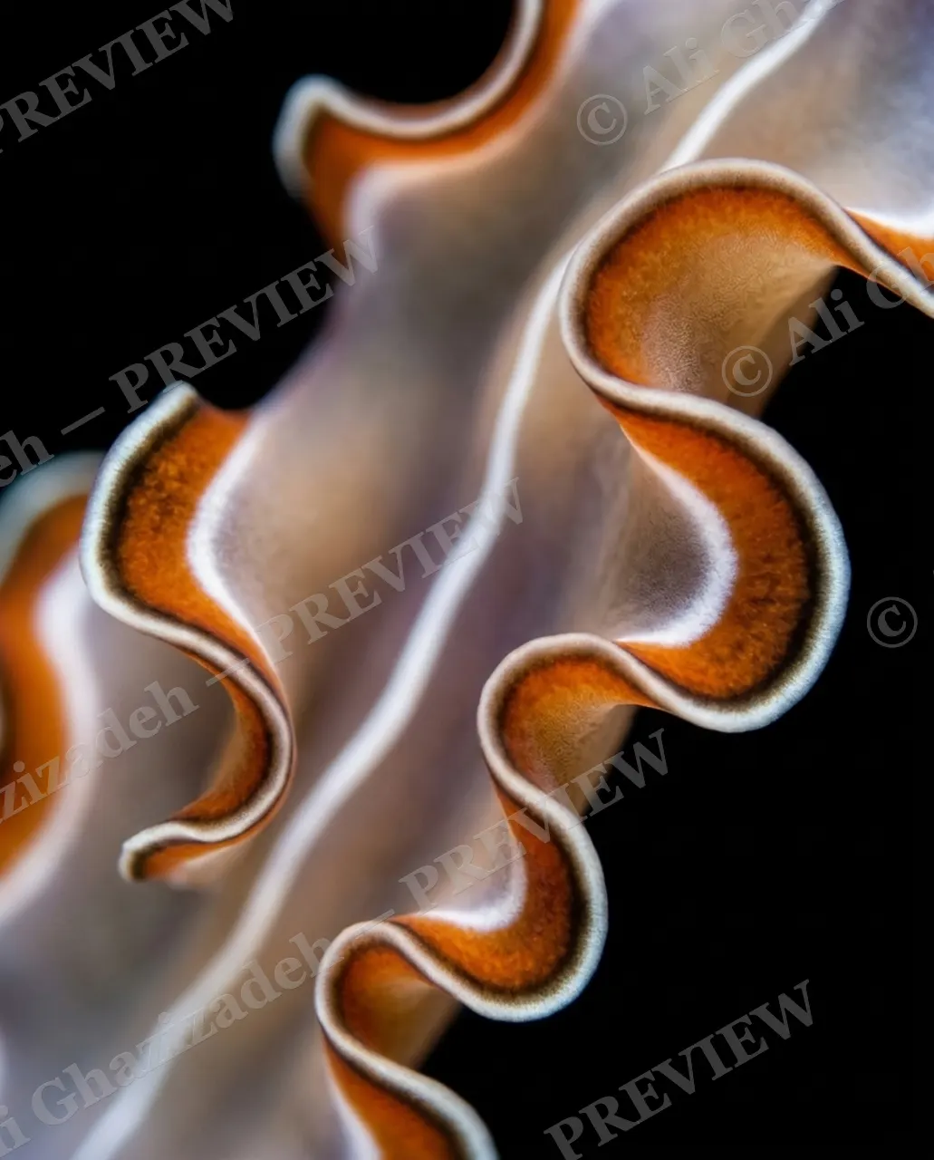 Flat Out Fabulous — Cream Swirl — Marine flatworm artwork by Ali Ghazizadeh