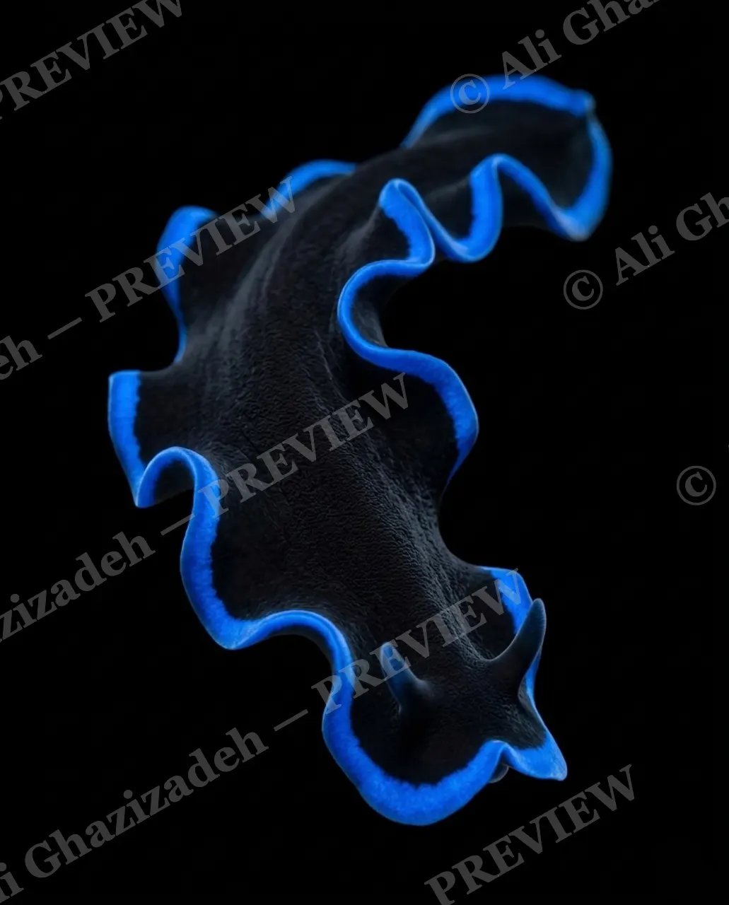 Flat Out Fabulous — Electric Blue — Marine flatworm artwork by Ali Ghazizadeh