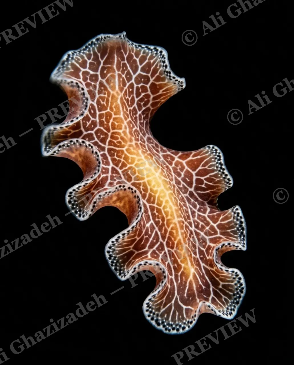 Flat Out Fabulous — Lace Network — Marine flatworm artwork by Ali Ghazizadeh