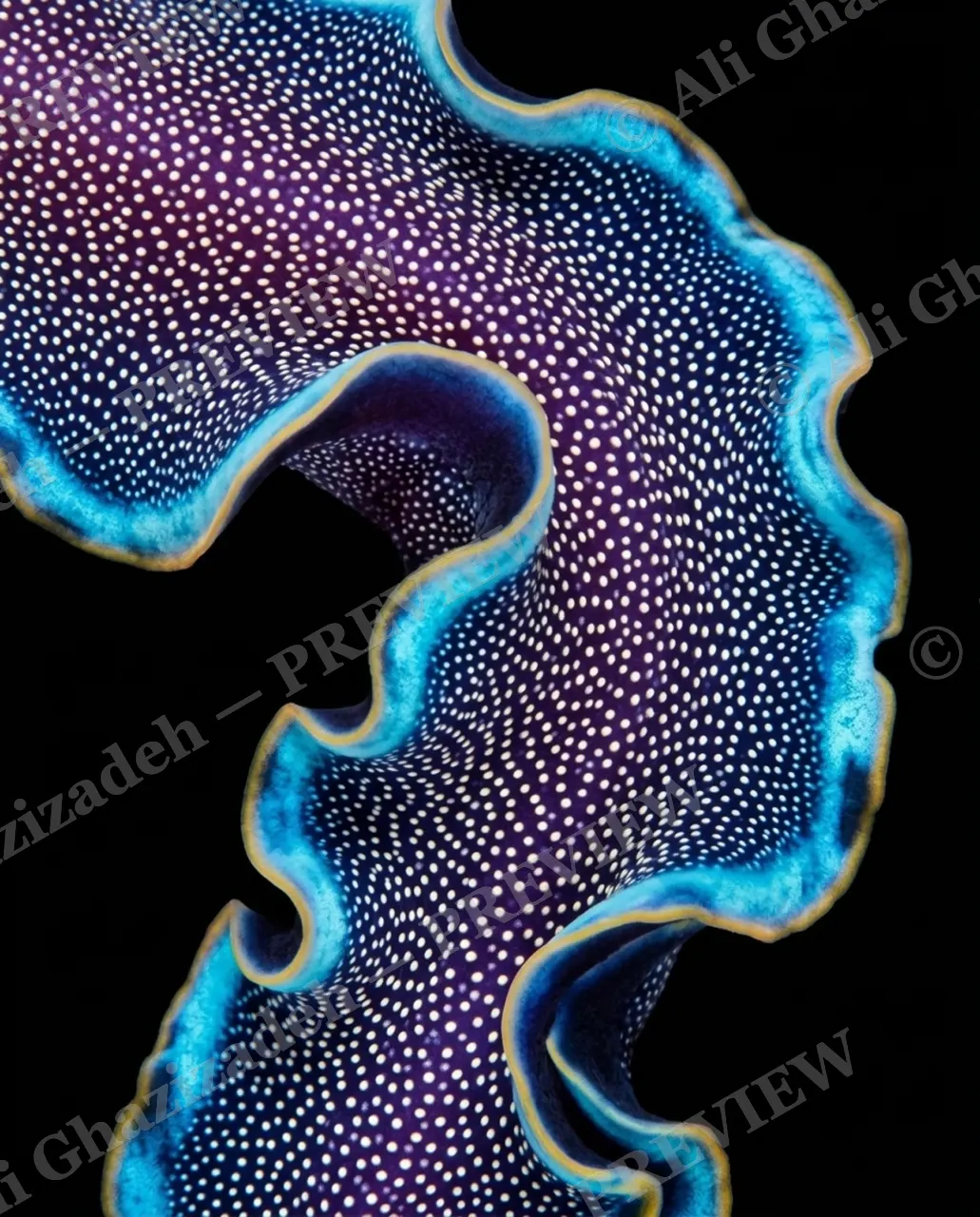 Flat Out Fabulous — Starlit Ruffle — Marine flatworm artwork by Ali Ghazizadeh