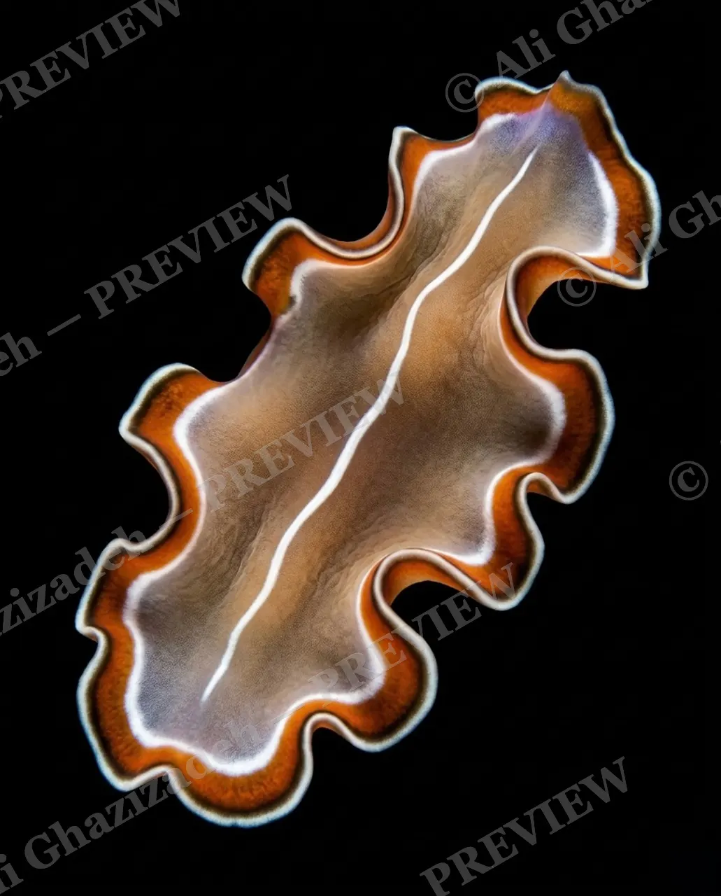Flat Out Fabulous — Marbled Bronze — Marine flatworm artwork by Ali Ghazizadeh