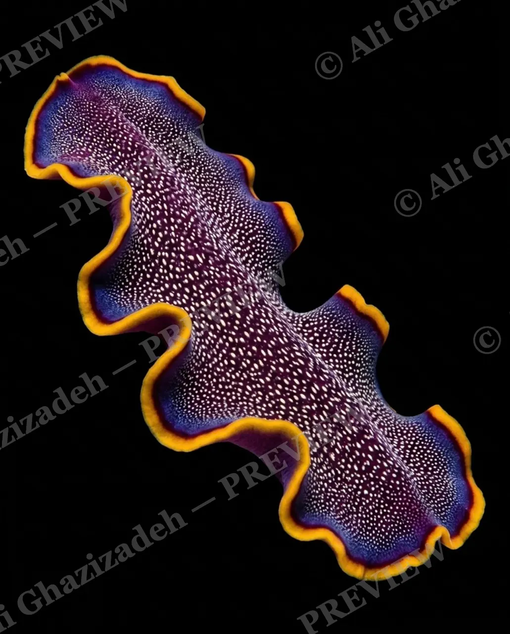 Flat Out Fabulous — Midnight Confetti — Marine flatworm artwork by Ali Ghazizadeh