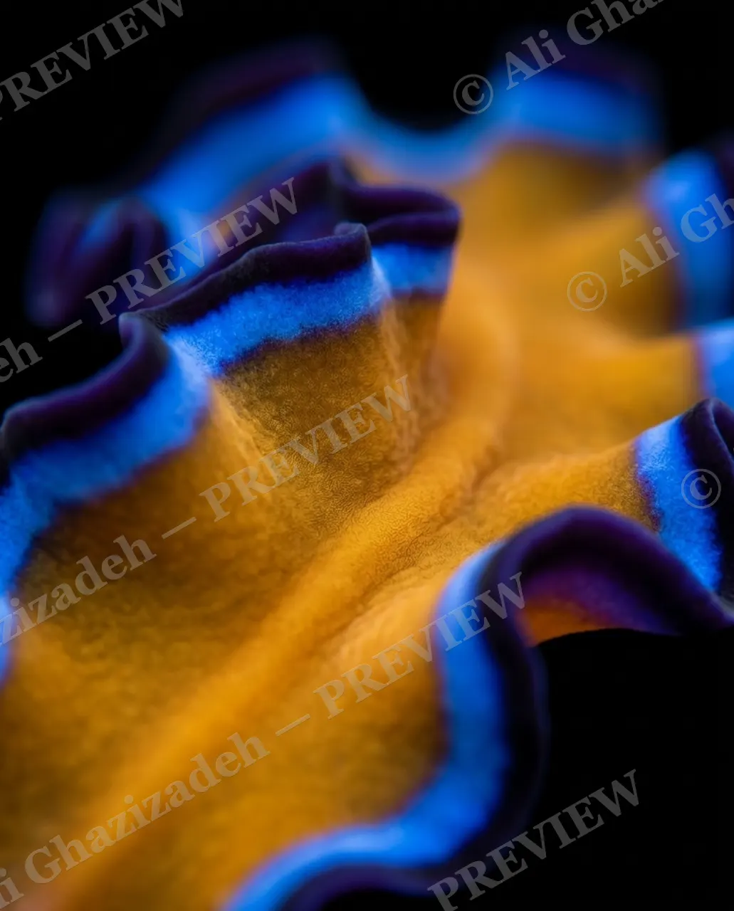 Flat Out Fabulous — Molten Gold — Marine flatworm artwork by Ali Ghazizadeh