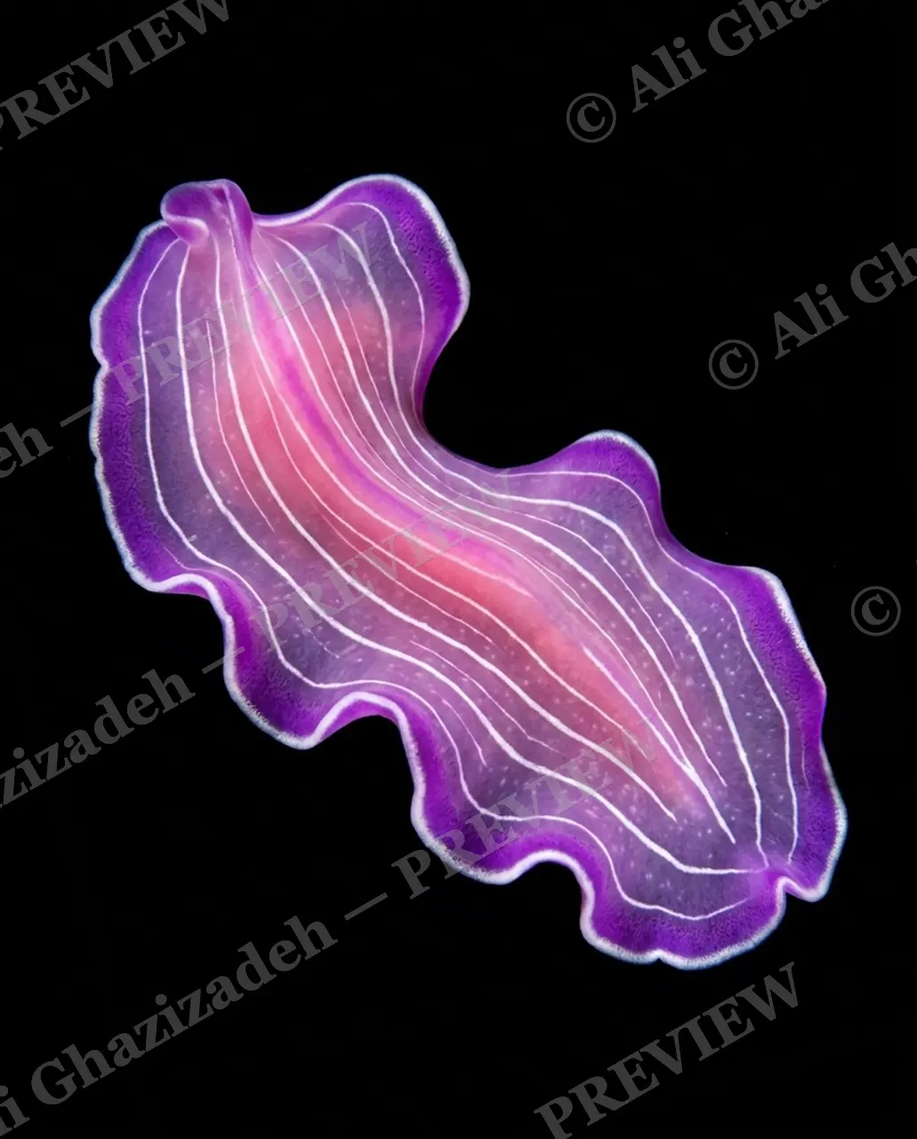 Flat Out Fabulous — Pink Ribbon — Marine flatworm artwork by Ali Ghazizadeh