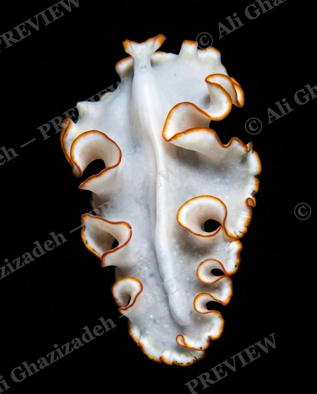 Flat Out Fabulous — Polka Dot White — Marine flatworm artwork by Ali Ghazizadeh
