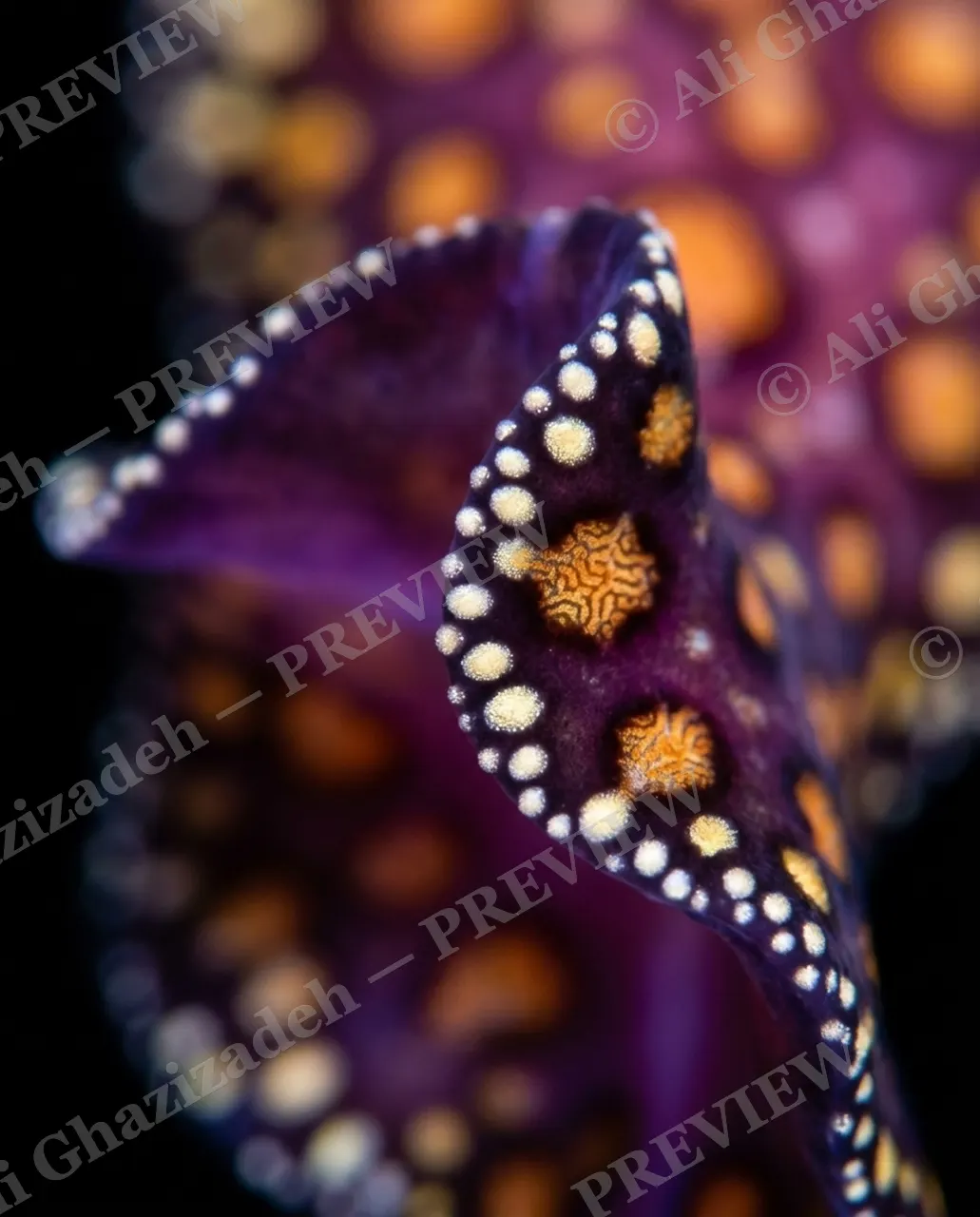 Flat Out Fabulous — Spotted Amethyst — Marine flatworm artwork by Ali Ghazizadeh