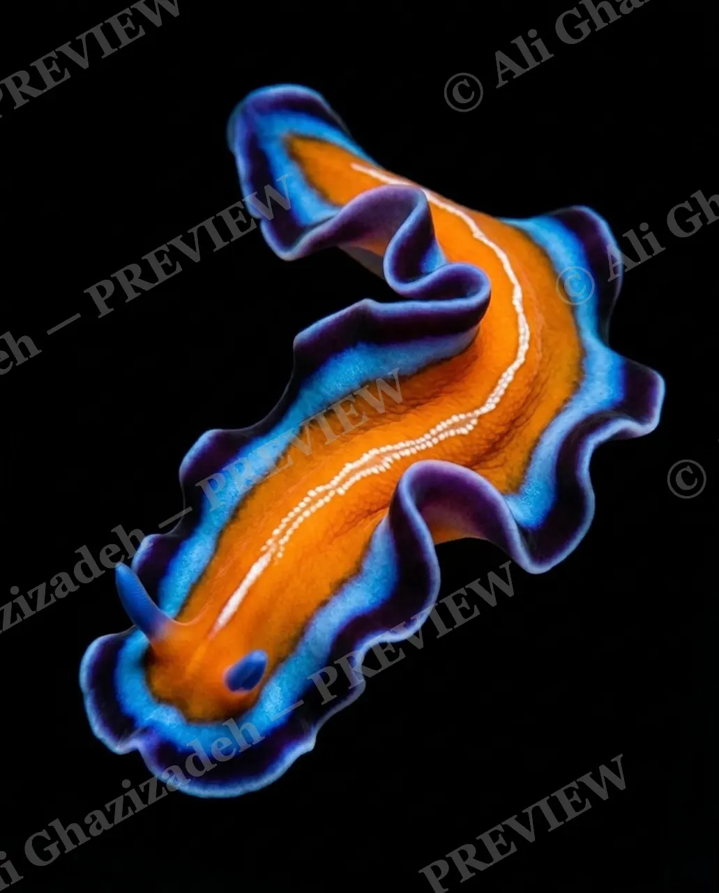 Flat Out Fabulous — Sunset Racer — Marine flatworm artwork by Ali Ghazizadeh