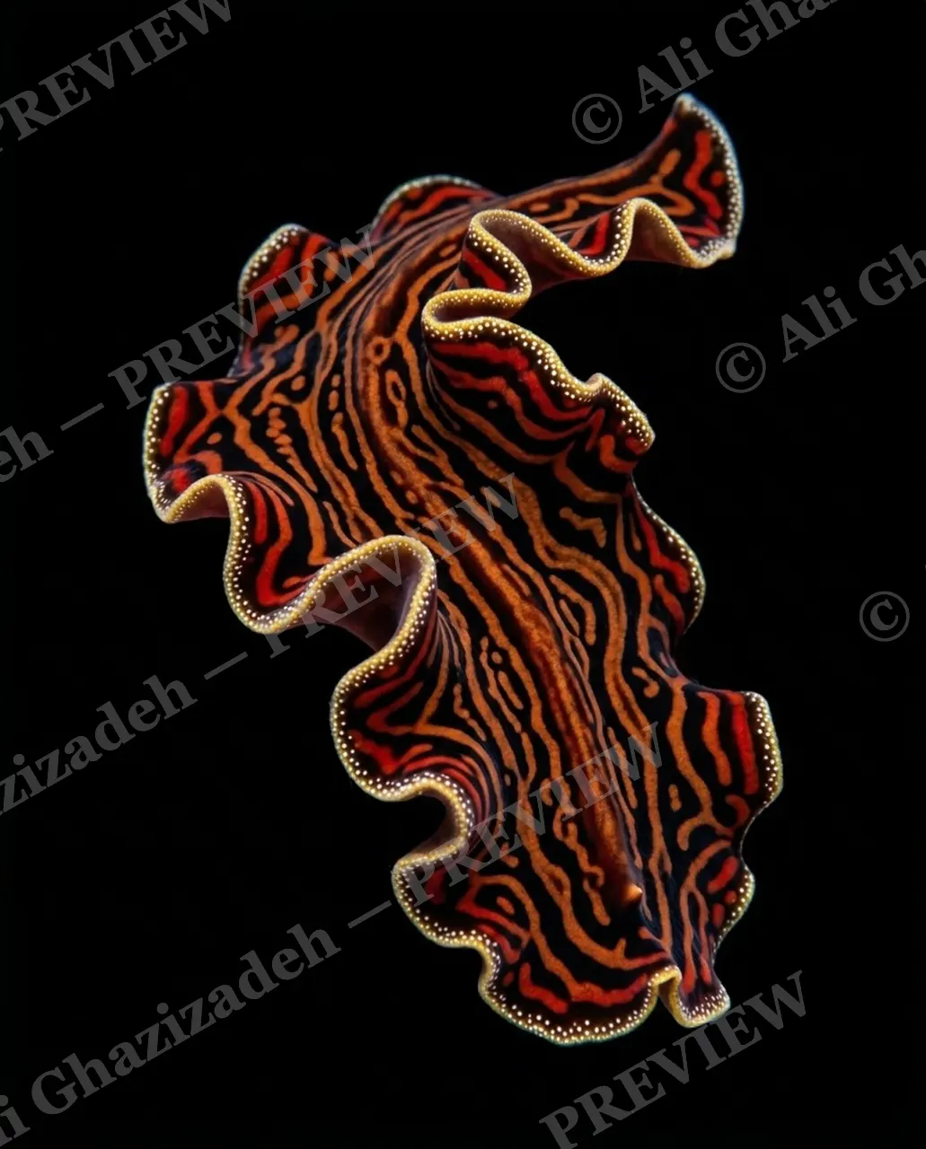 Flat Out Fabulous — Tiger Stripes — Marine flatworm artwork by Ali Ghazizadeh