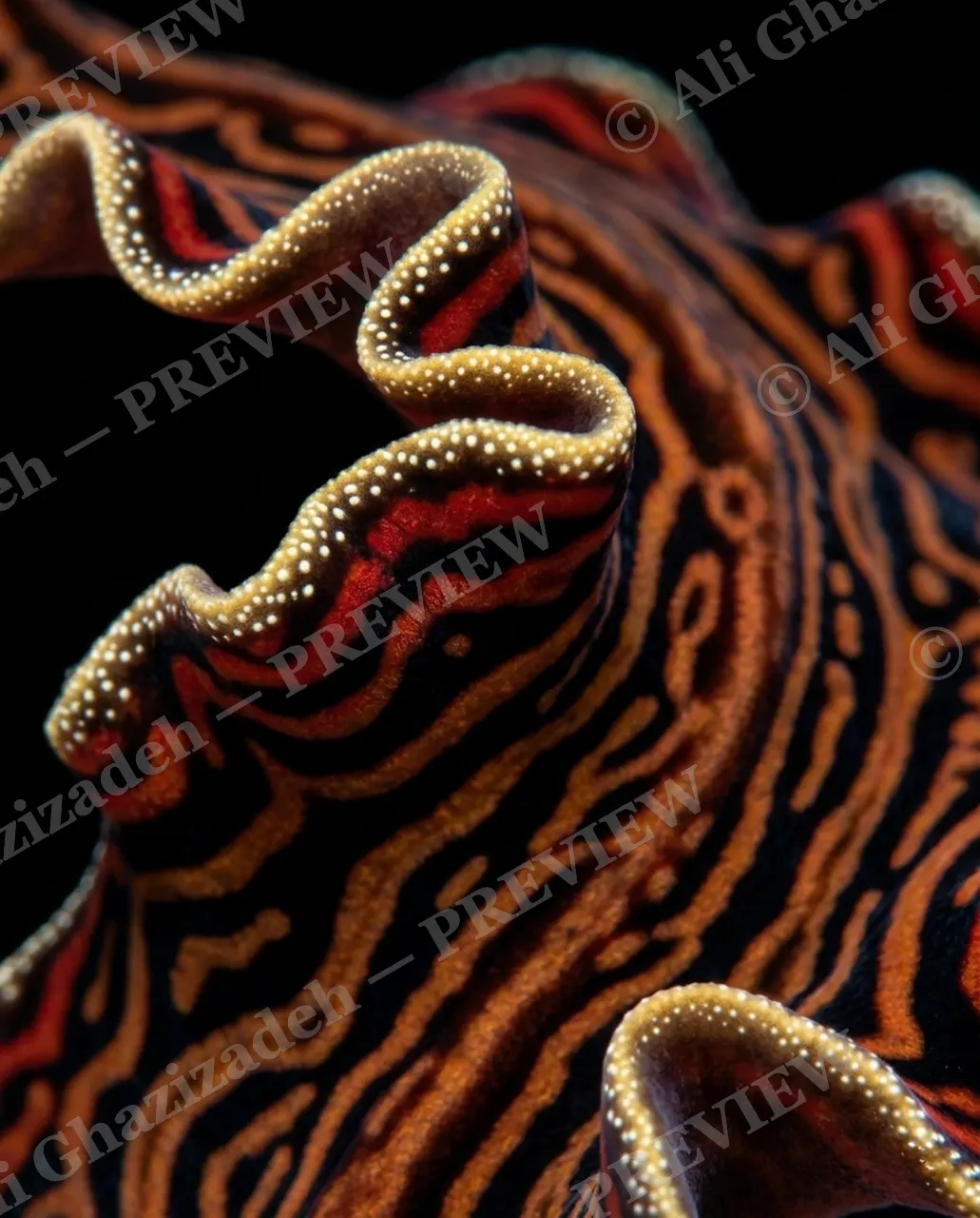 Flat Out Fabulous — Tiger Weave — Marine flatworm artwork by Ali Ghazizadeh