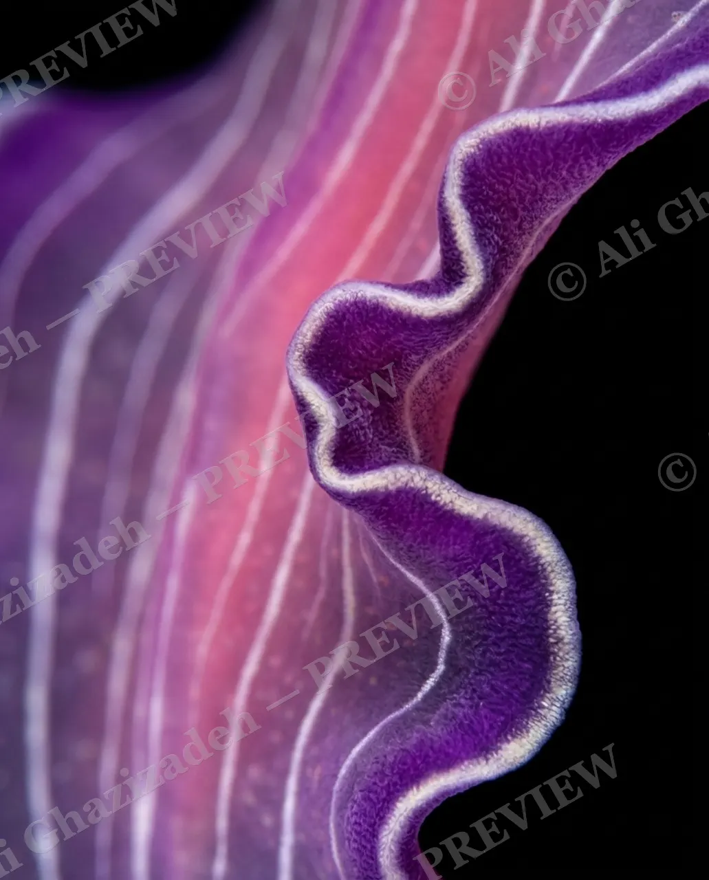 Flat Out Fabulous — Violet Waves — Marine flatworm artwork by Ali Ghazizadeh