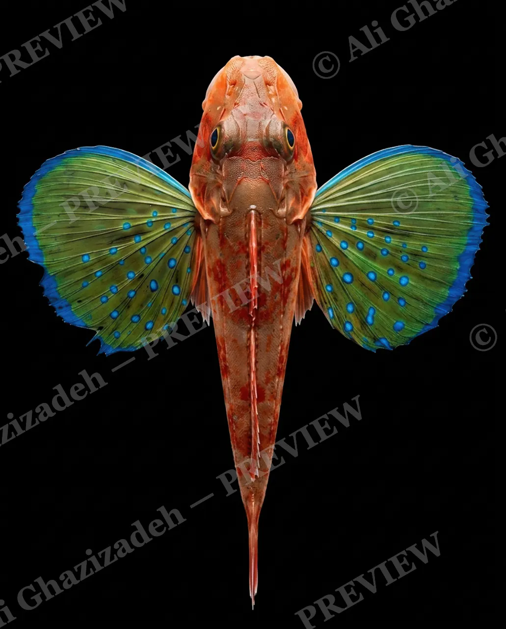Flying Colors — Citrus Bloom — Flying gurnard artwork by Ali Ghazizadeh