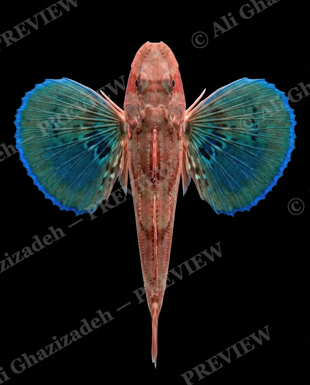 Flying Colors — Coral Glow — Flying gurnard artwork by Ali Ghazizadeh