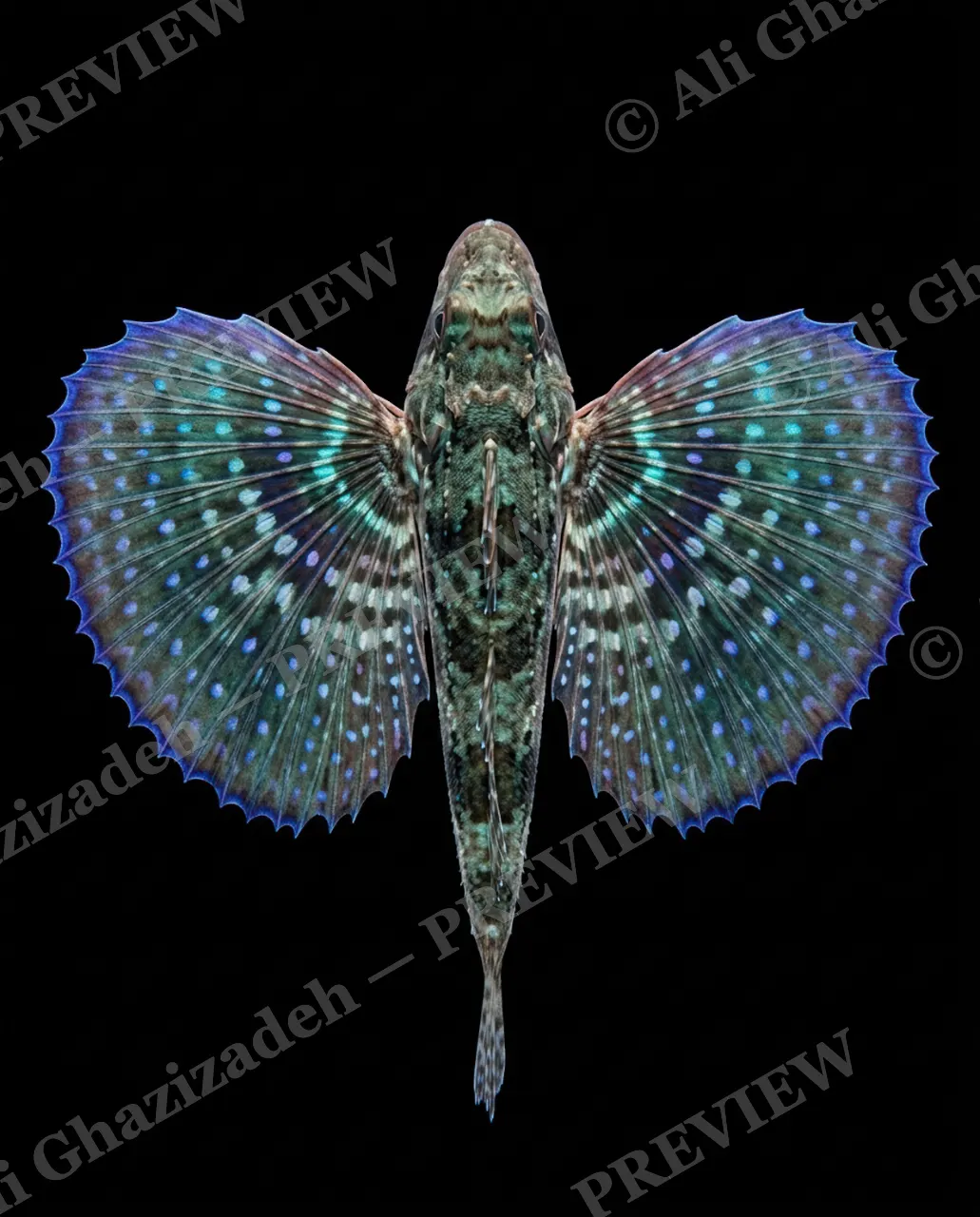 Flying Colors — Emerald Mosaic — Flying gurnard artwork by Ali Ghazizadeh