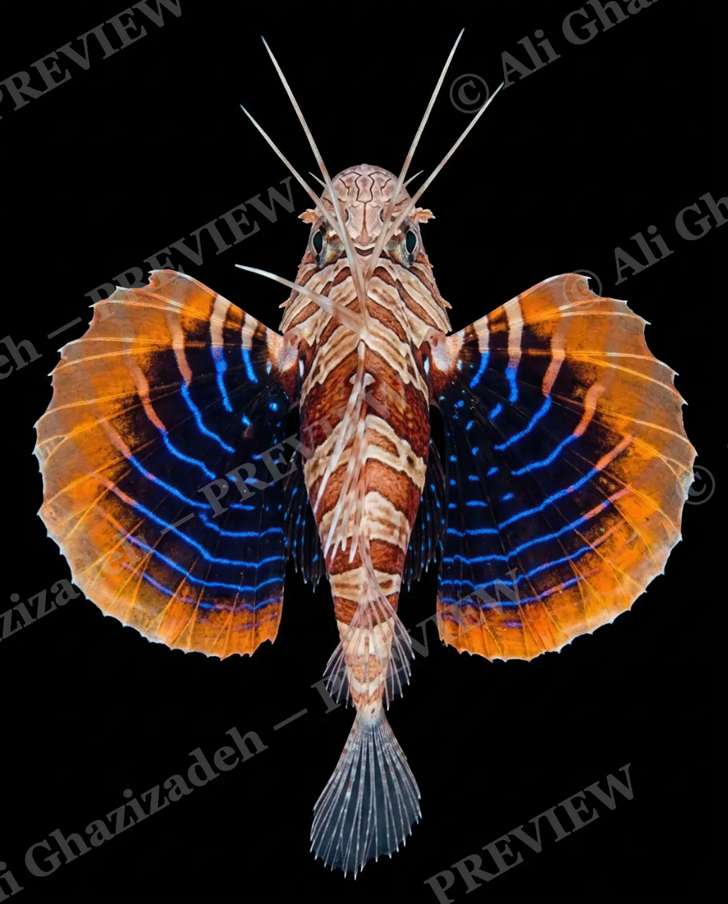 Flying Colors — Firewing Banner — Flying gurnard artwork by Ali Ghazizadeh