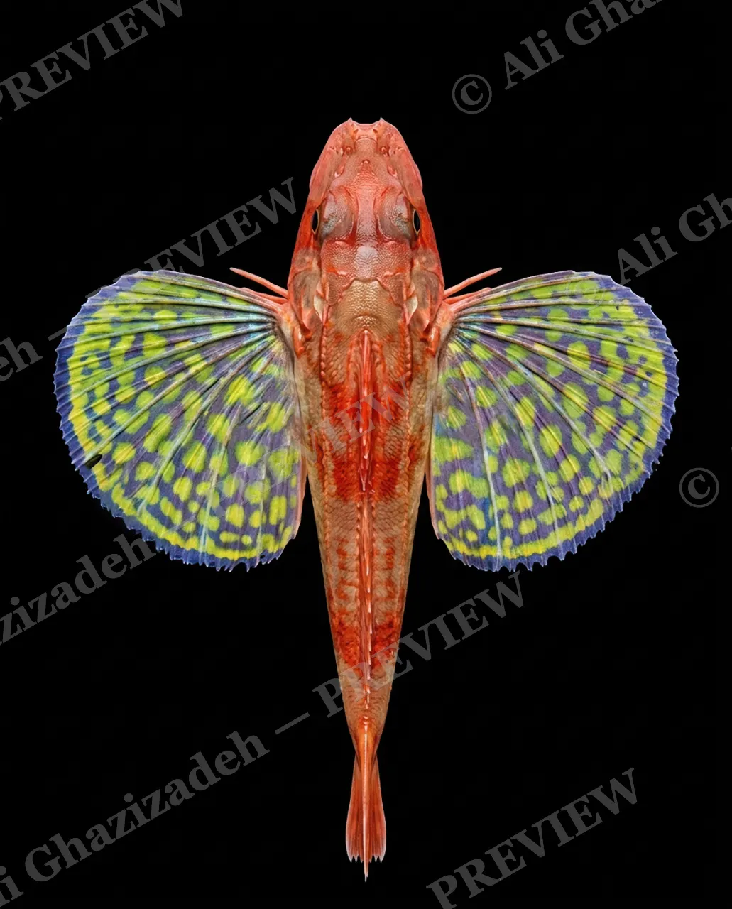 Flying Colors — Lime Frost — Flying gurnard artwork by Ali Ghazizadeh