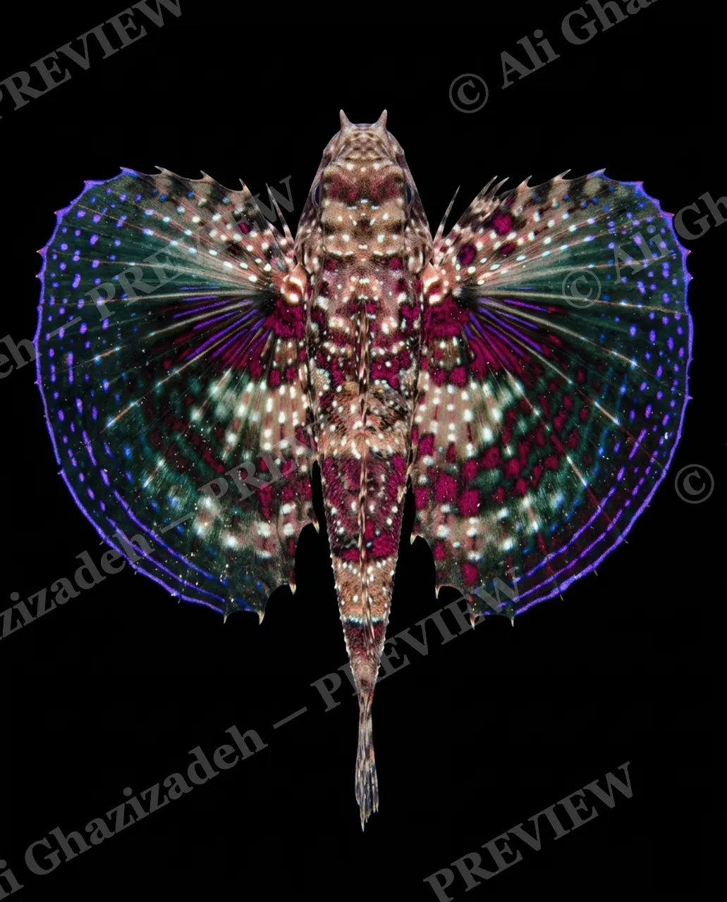 Flying Colors — First Impression — Flying gurnard artwork by Ali Ghazizadeh