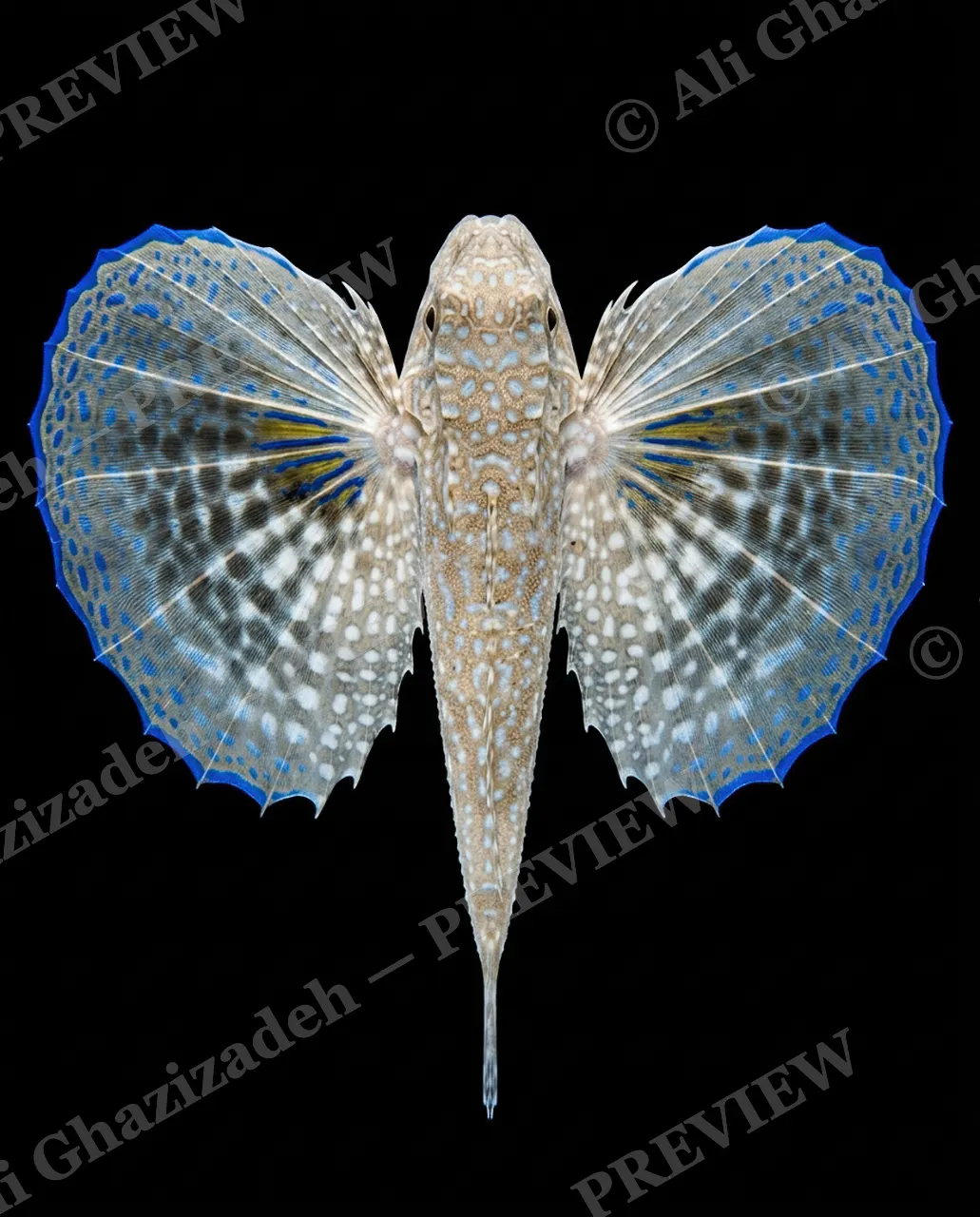 Flying Colors — Porcelain Finale — Flying gurnard artwork by Ali Ghazizadeh