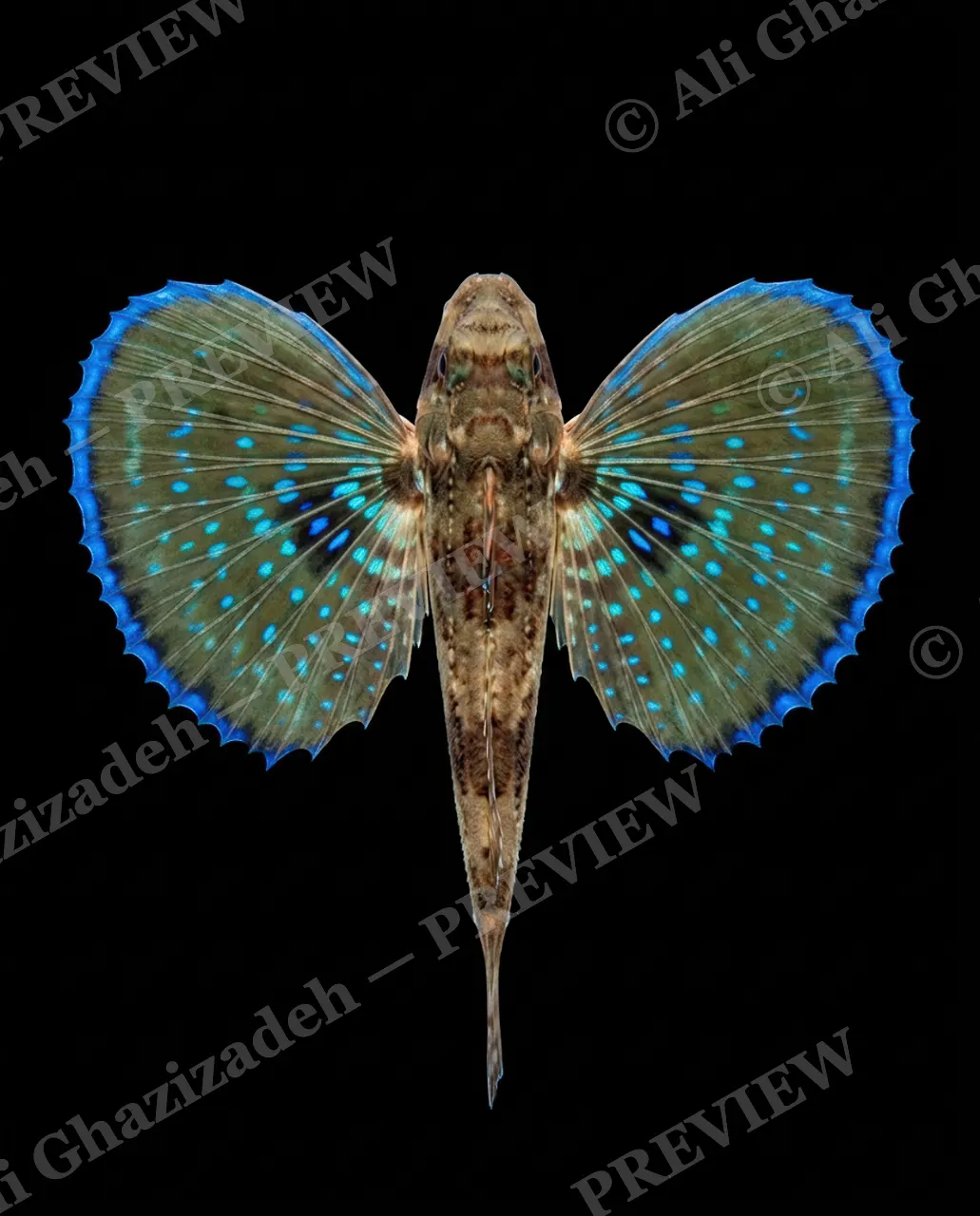 Flying Colors — Teal Constellation — Flying gurnard artwork by Ali Ghazizadeh