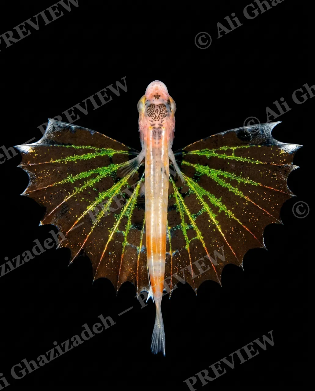 Flying Colors — Venom Lace — Flying gurnard artwork by Ali Ghazizadeh