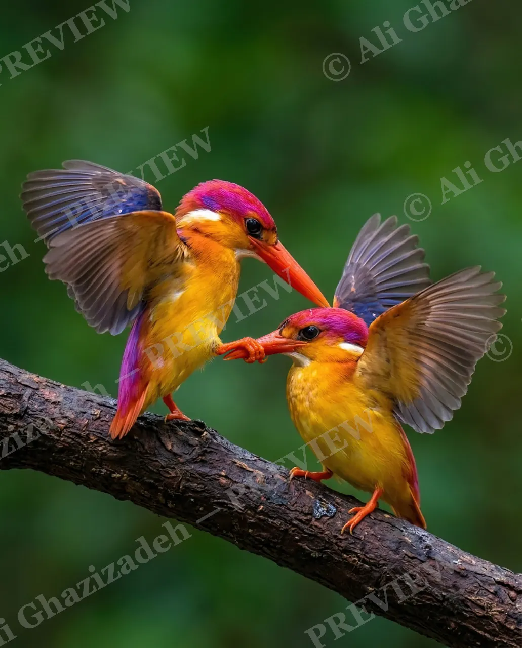 Foot in Mouth — Wings Spread, Beaks Close — Kingfisher artwork by Ali Ghazizadeh