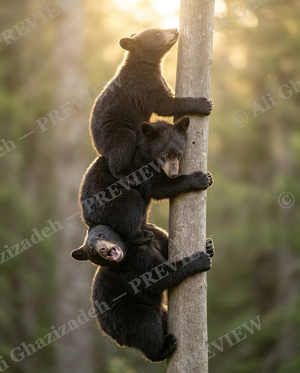 Foothold — Three's a Crowd — American black bear artwork by Ali Ghazizadeh