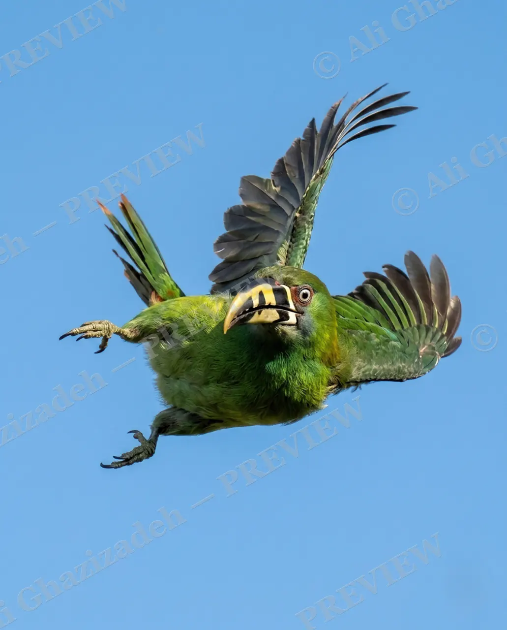Fowl Play — Green With Attitude — Cardinal artwork by Ali Ghazizadeh