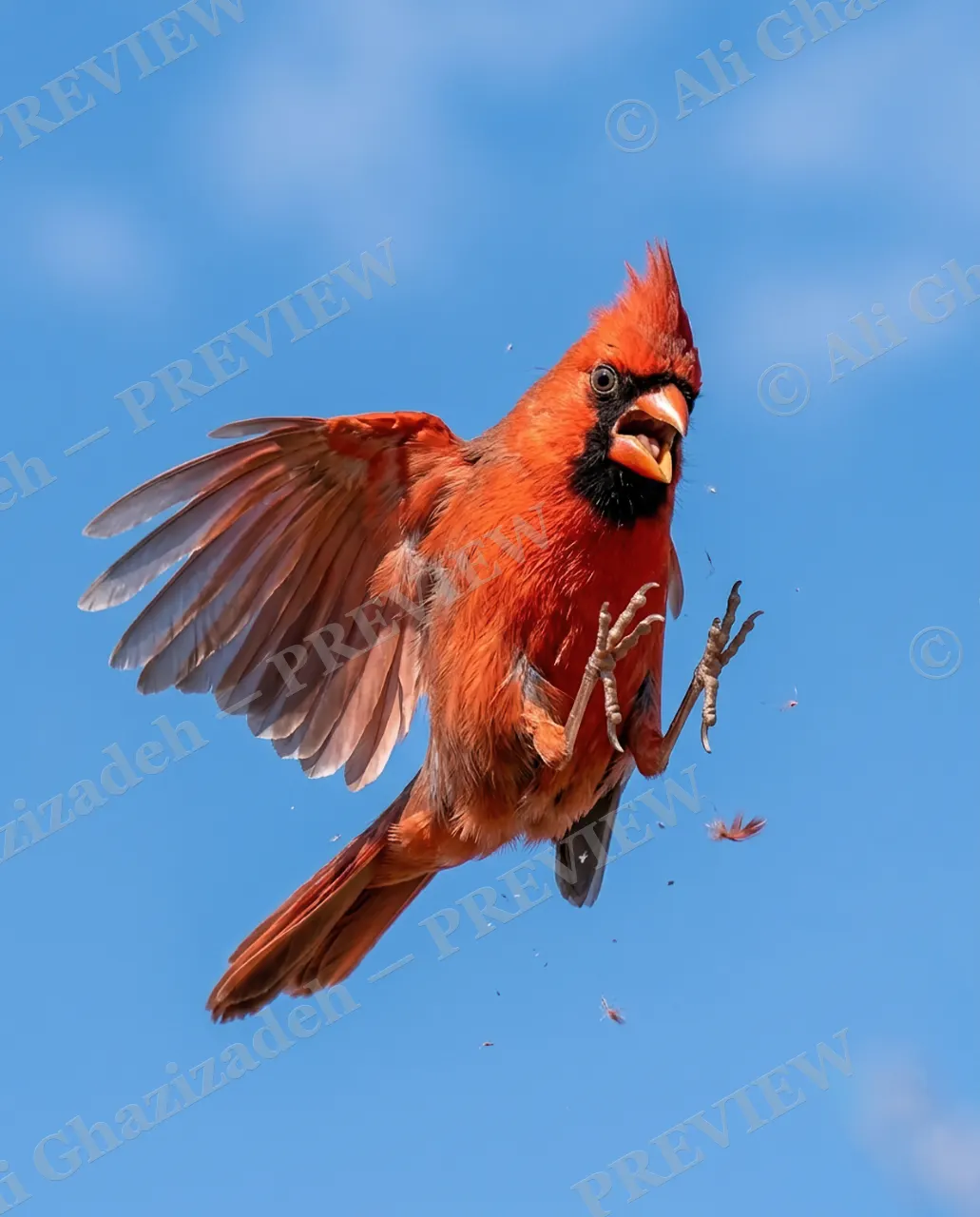 Fowl Play — Suspect Number One — Cardinal artwork by Ali Ghazizadeh